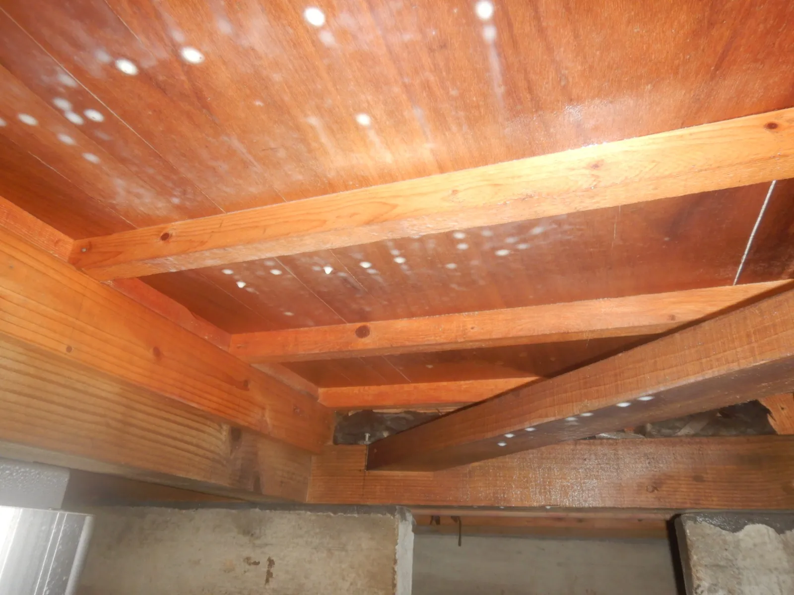 住宅床下木材合板のカビが嫌なら防カビ工事を行いましょう