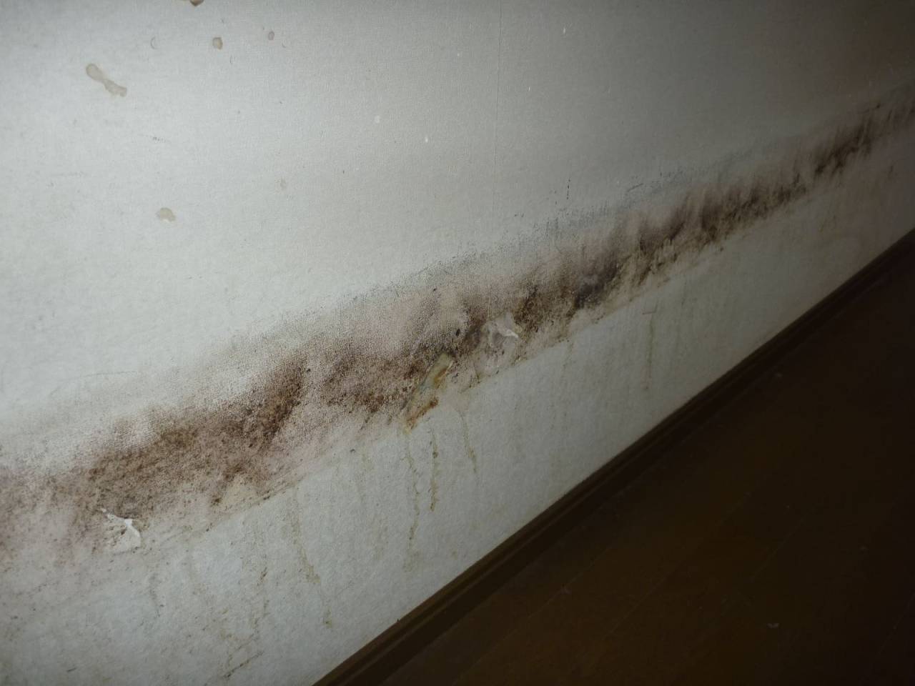 気になるカビを短時間で対応する「小さな防カビ工事」|表面のカビに最適解 | ブログ | 埼玉の防カビ工事なら「有限会社プレモ」
