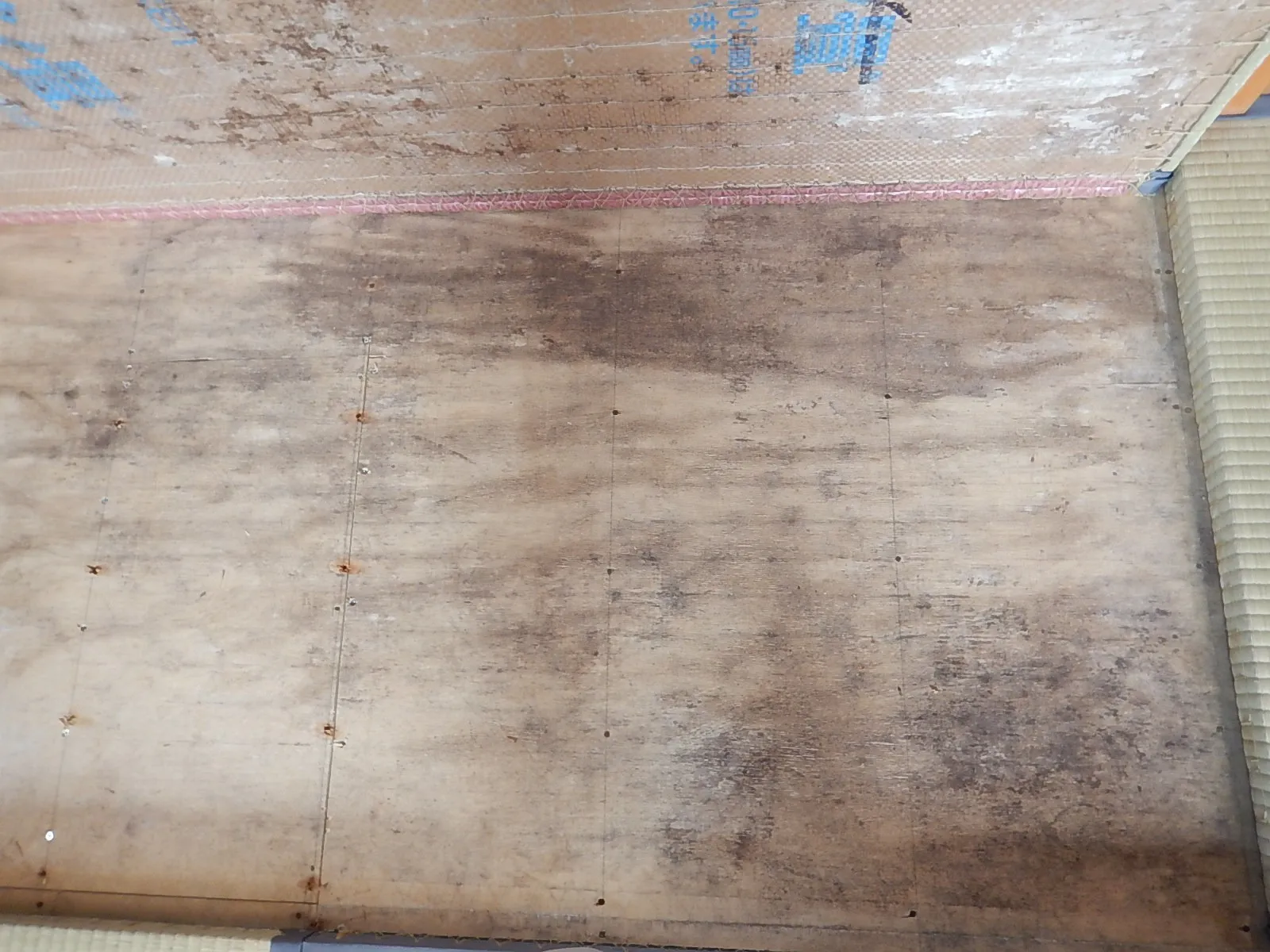 和室カビ臭で床下木材合板カビが原因と分かり防カビ工事
