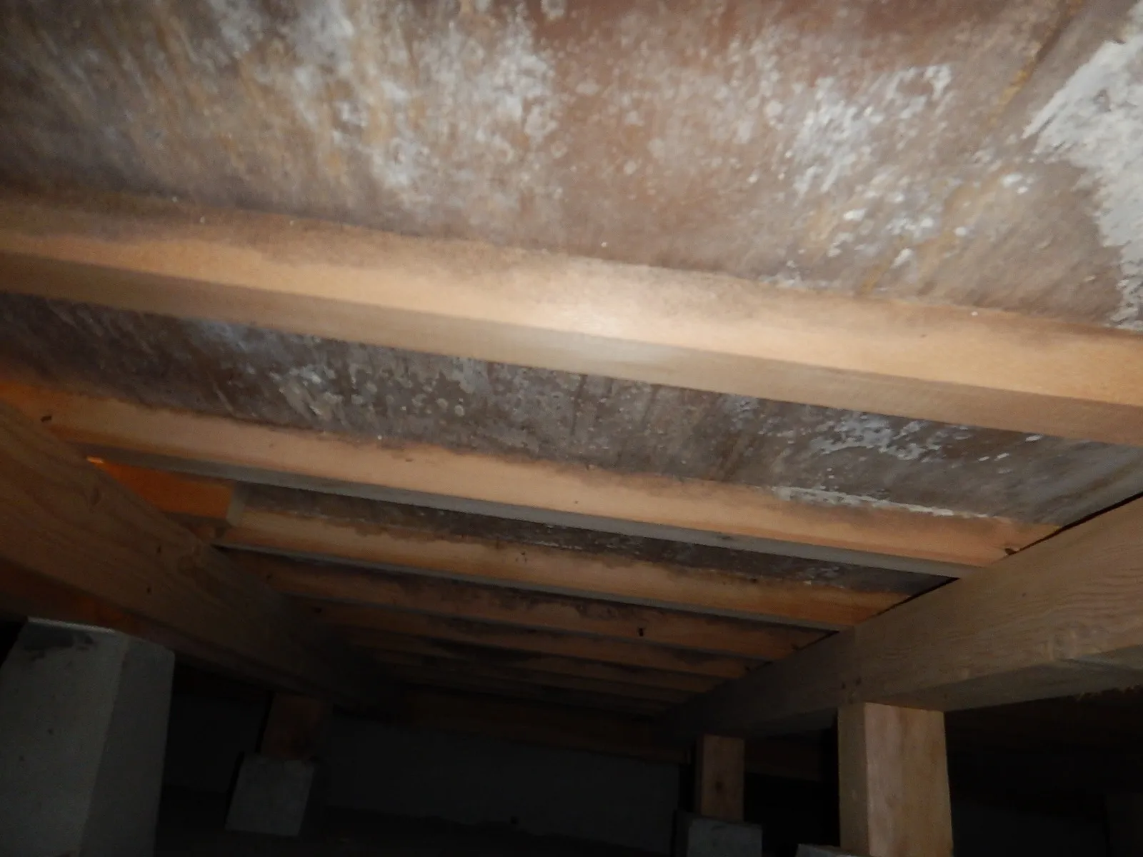 和室カビ臭で床下木材合板カビが原因と分かり防カビ工事