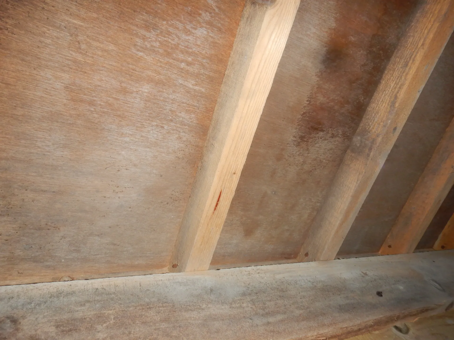 埼玉県の中古住宅床下木材合板カビ取り作業