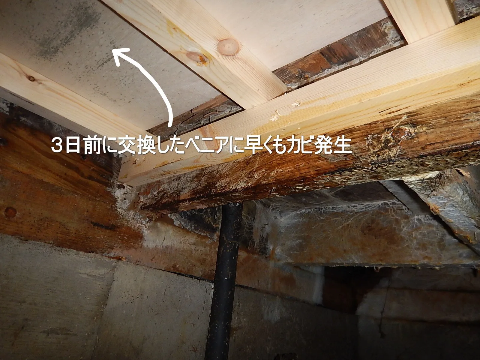 床下が低い中古住宅木材合板カビと腐朽菌