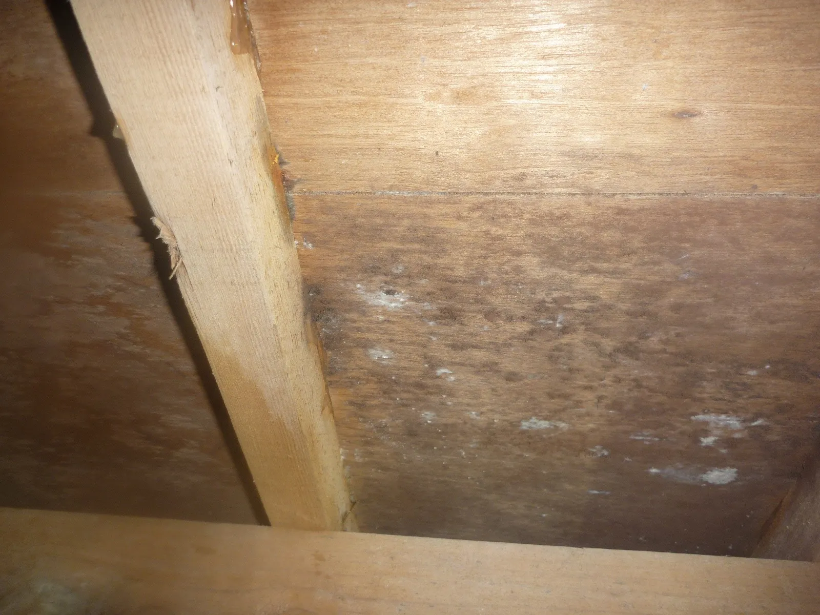 床下木材合板カビ防カビ工事
