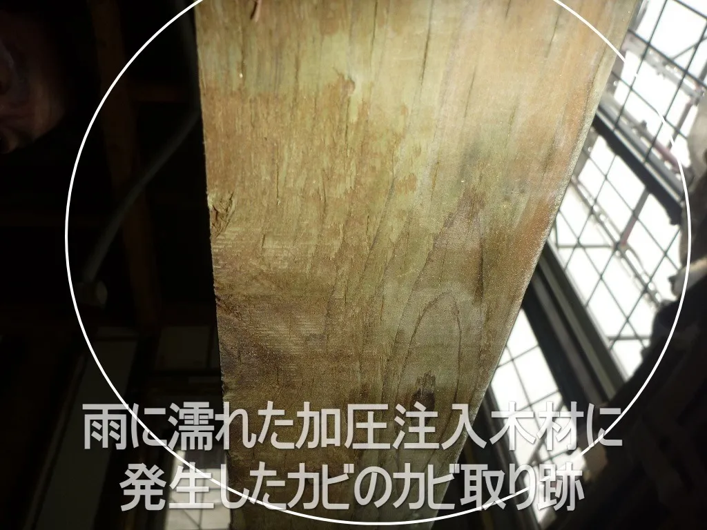 建築中雨に濡れた木材合板は乾燥すればカビは死滅するのか