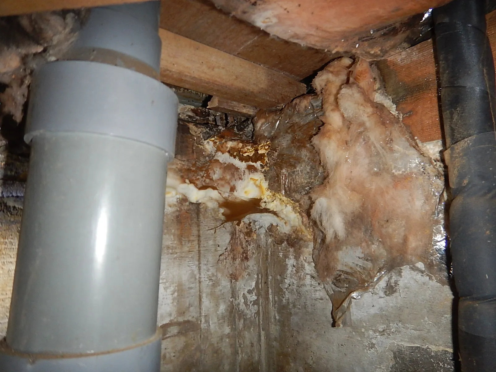 埼玉の中古住宅床下で見た漏水結露による腐朽菌とカビ繁殖