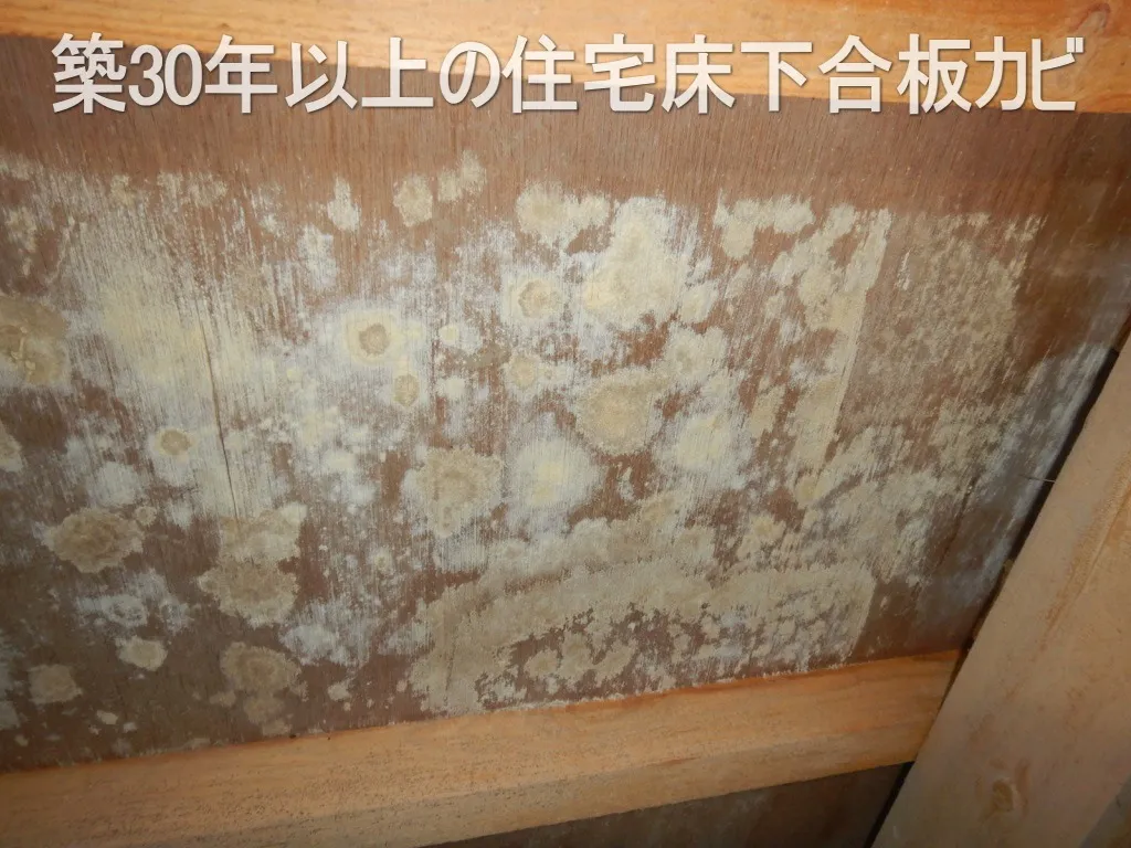 【埼玉・東京】戸建住宅床下木材合板はカビ取り後に防カビです