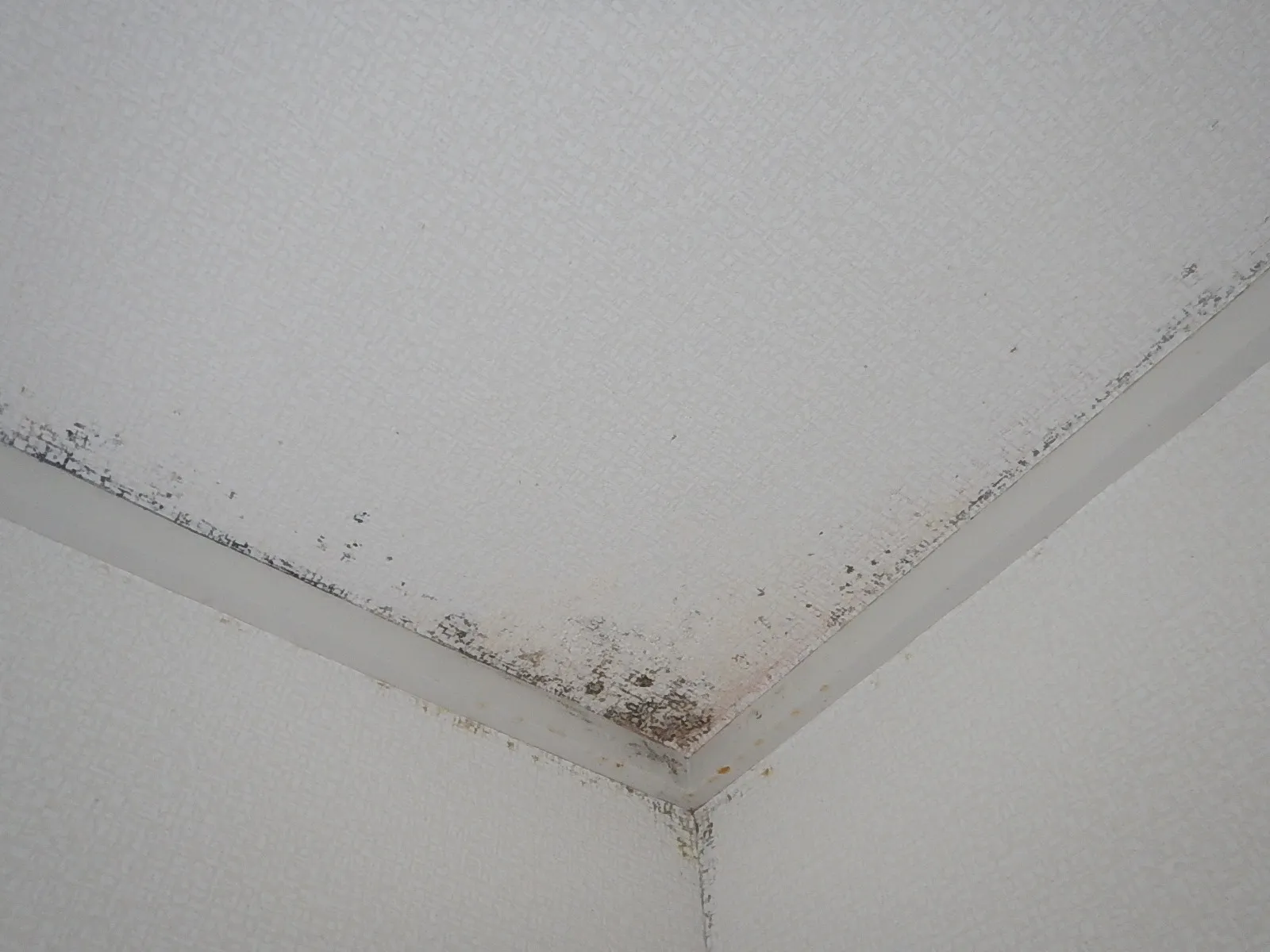 【埼玉・東京】分譲マンション壁天井の壁紙結露カビに防カビ工事を