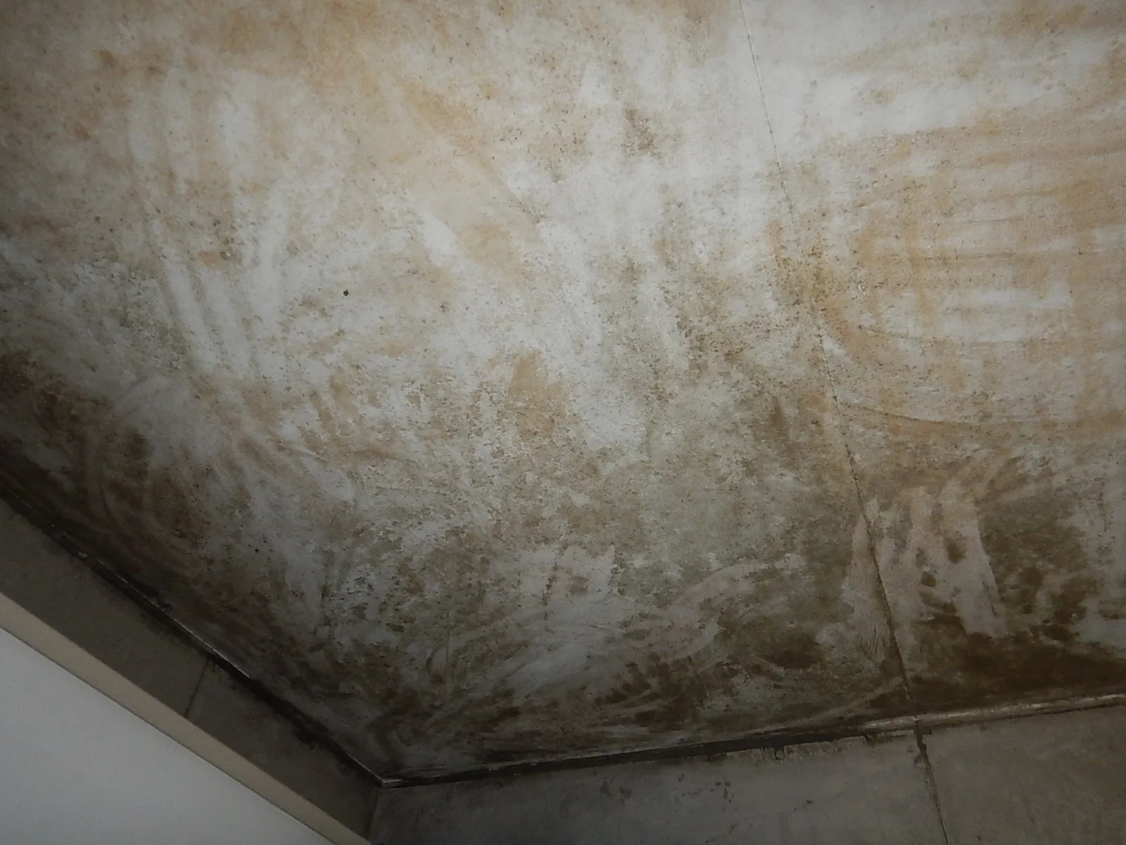 【東京都新宿区】コンクリート打ち放し天井の強烈なカビ臭を伴うカビ