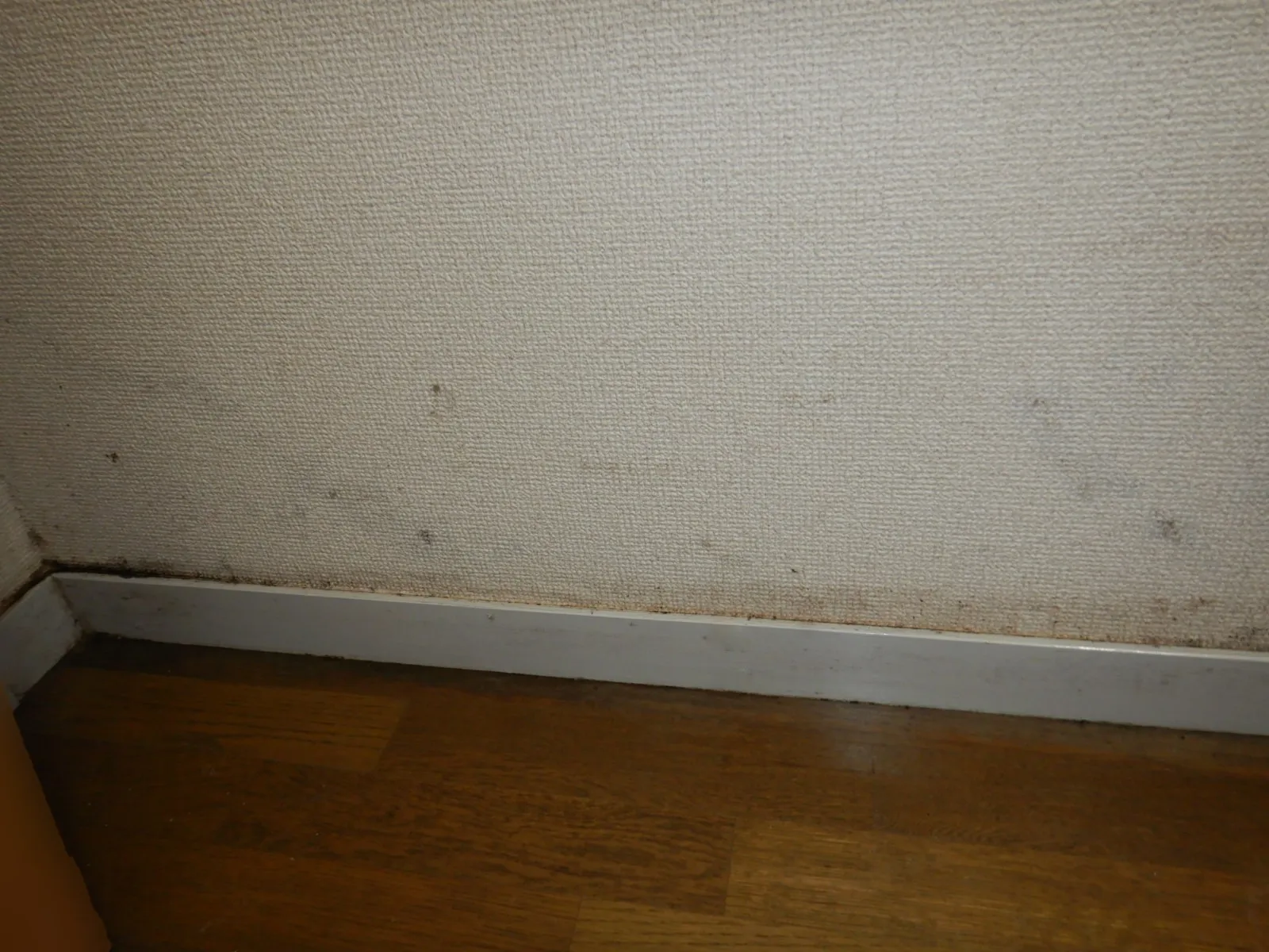 【埼玉・東京】カビ臭い部屋で生活している自覚はありますか