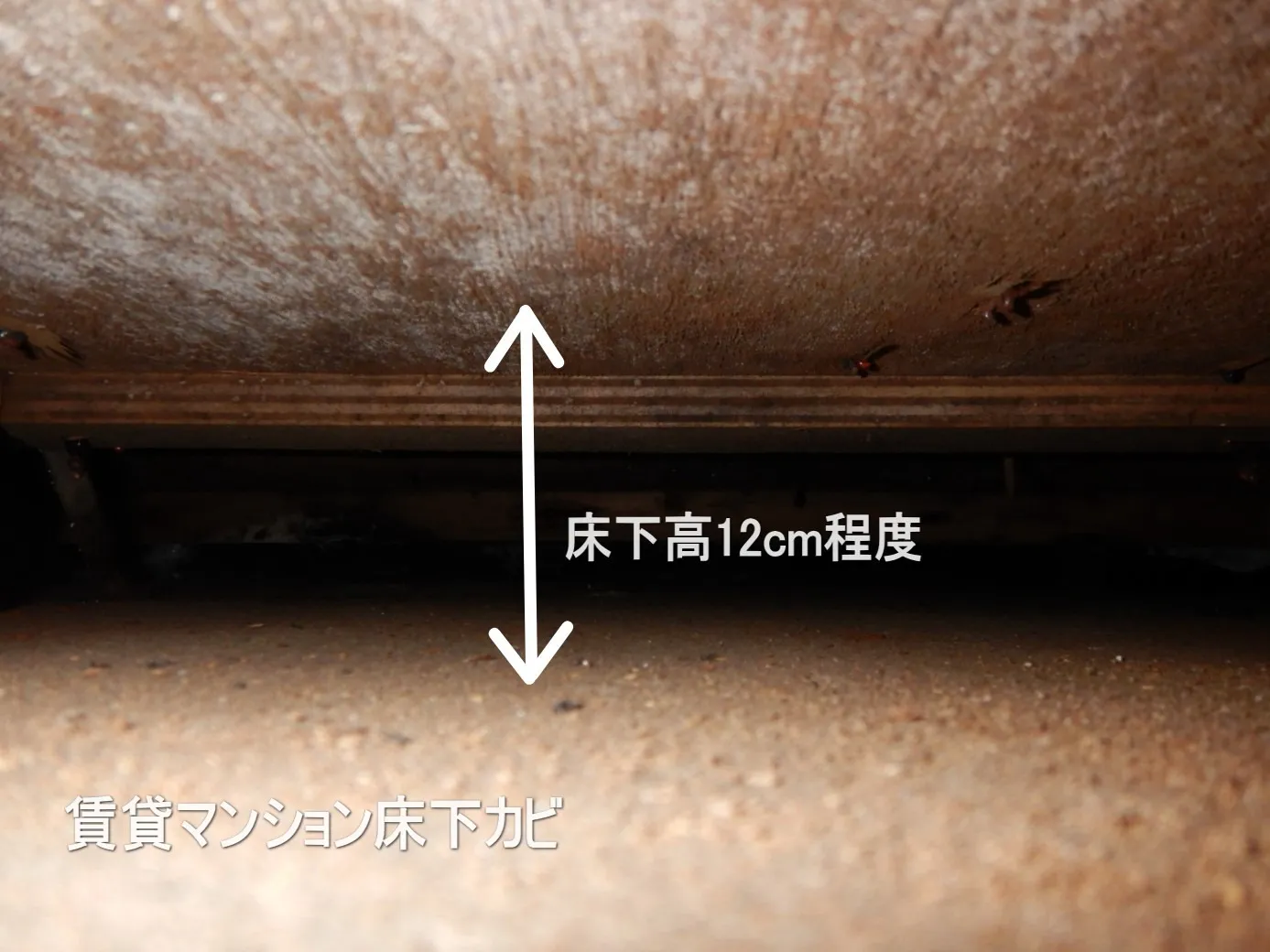 【埼玉・東京】賃貸マンション床下漏水事故は解体し防カビ工事を