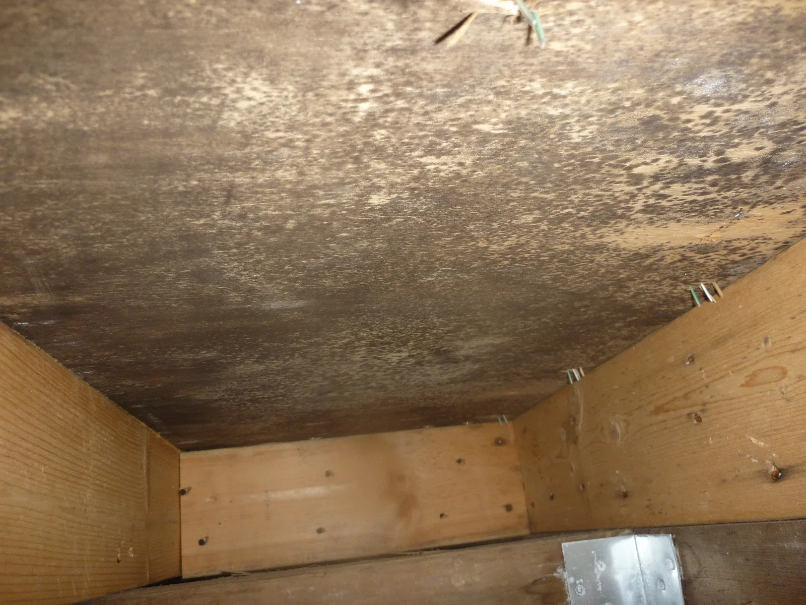 住宅床下木材合板カビの防カビ工事とシロアリ駆除業者の処理の違い