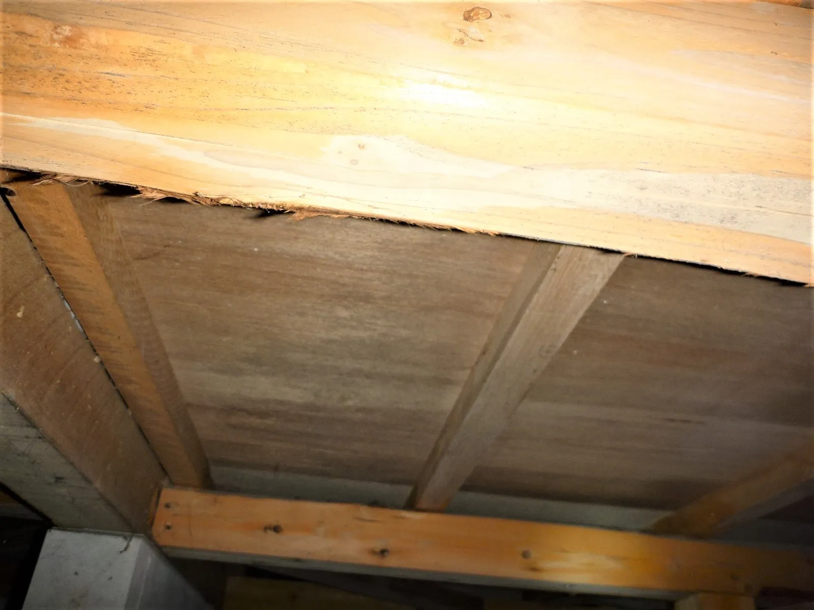 【埼玉・東京】住宅床下木材合板カビは早期発見早期防カビ工事
