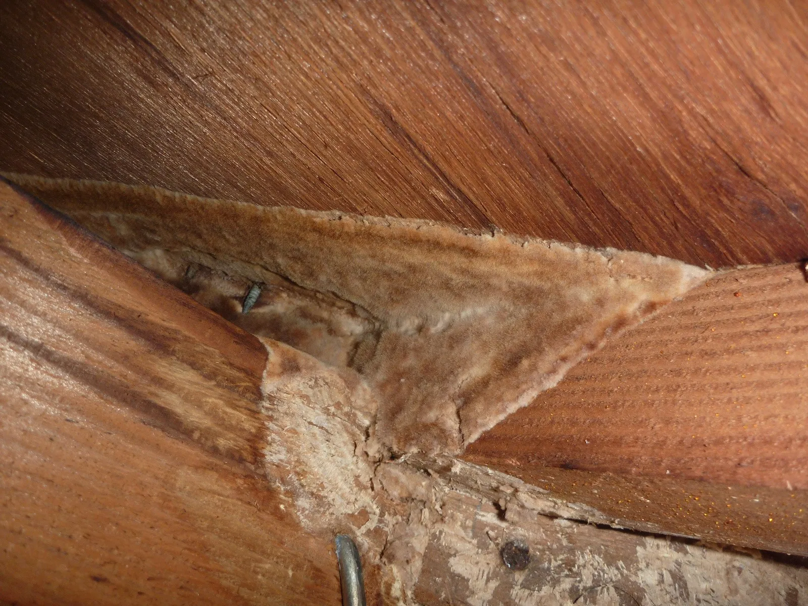 木材や合板に腐朽菌発生