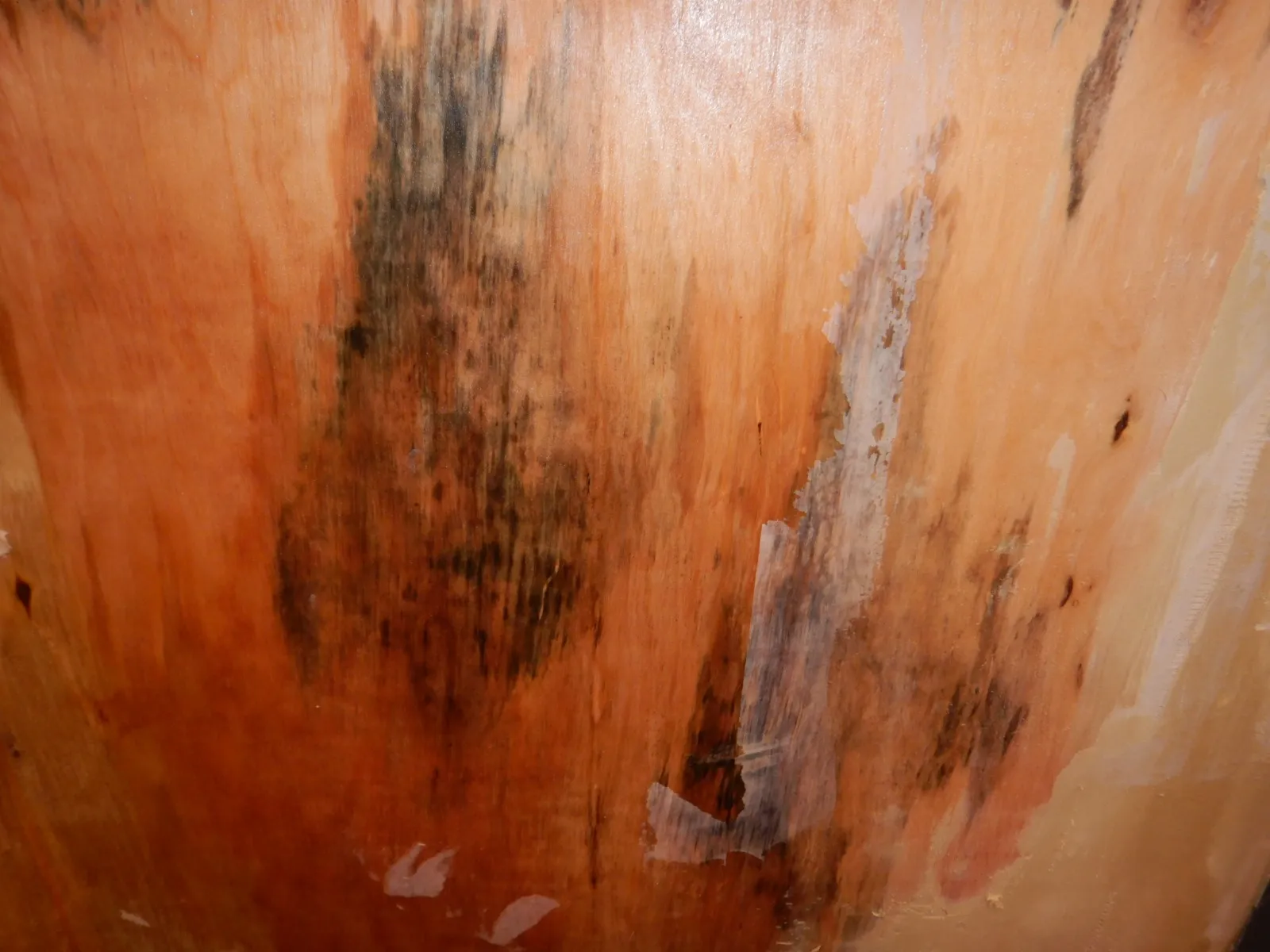 壁紙剥がし後濡れているコンパネ下地カビ