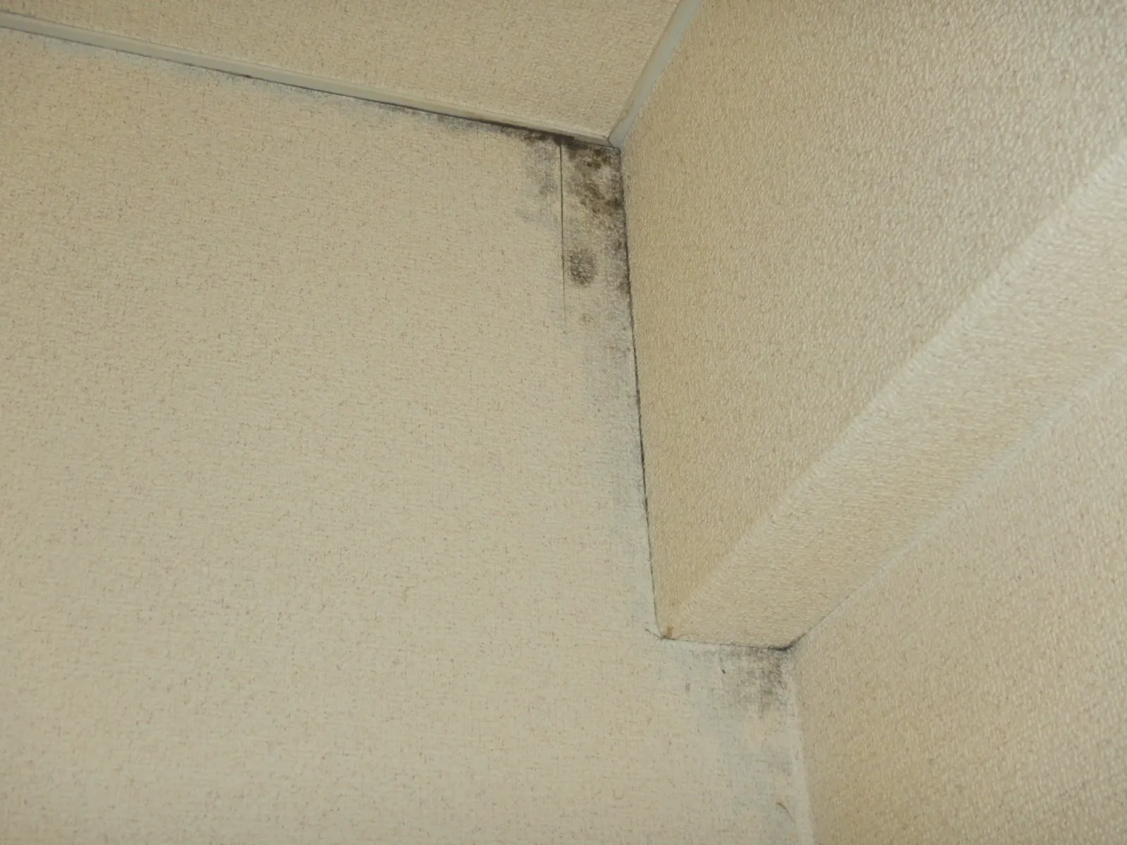部屋を覆いつくすカビ臭原因はコンクリート直張り壁紙の結露カビ