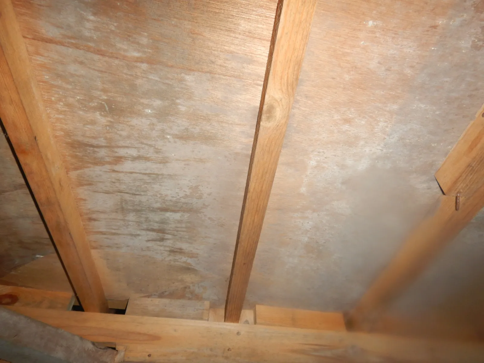 築30年の住宅床下木材合板カビに防カビ工事は必須