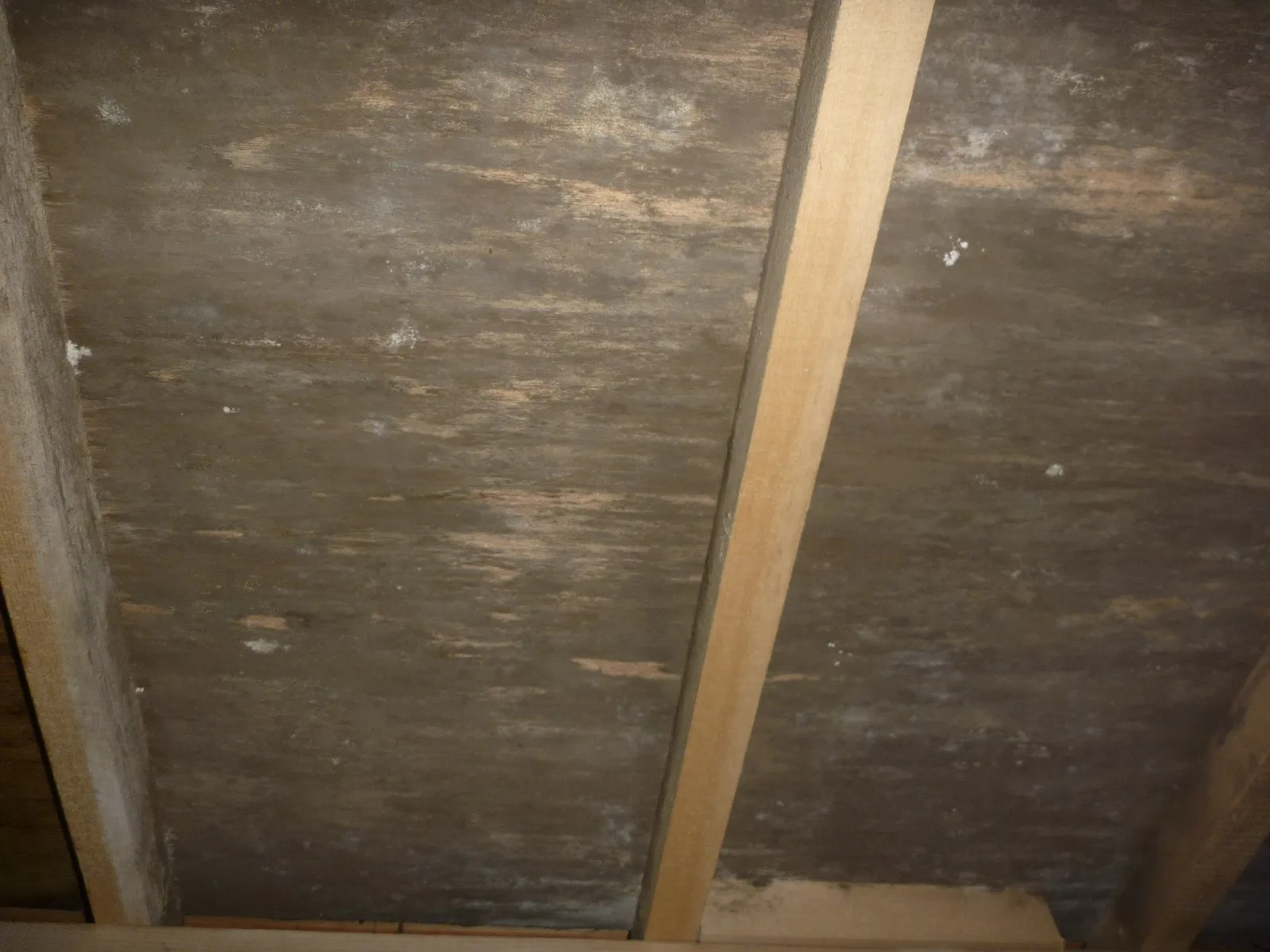 【埼玉・東京】中古住宅床下木材合板カビには防カビ工事を