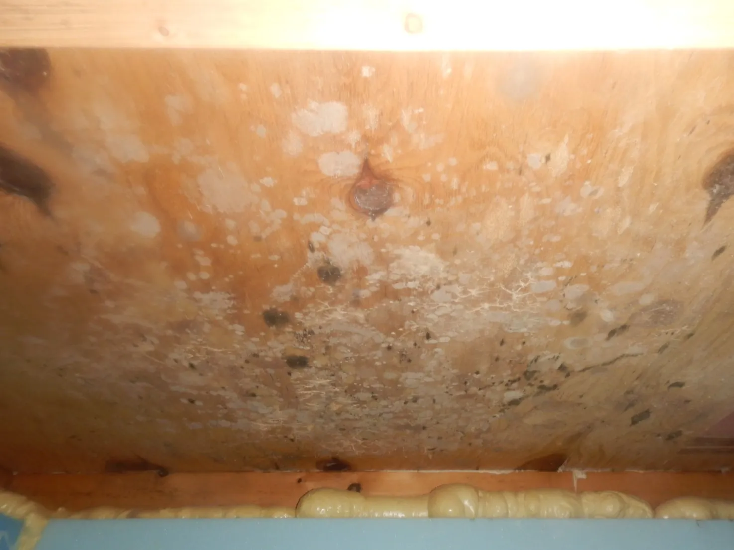 【建築中注文住宅】床下構造用合板カビには防カビ工事で対応を