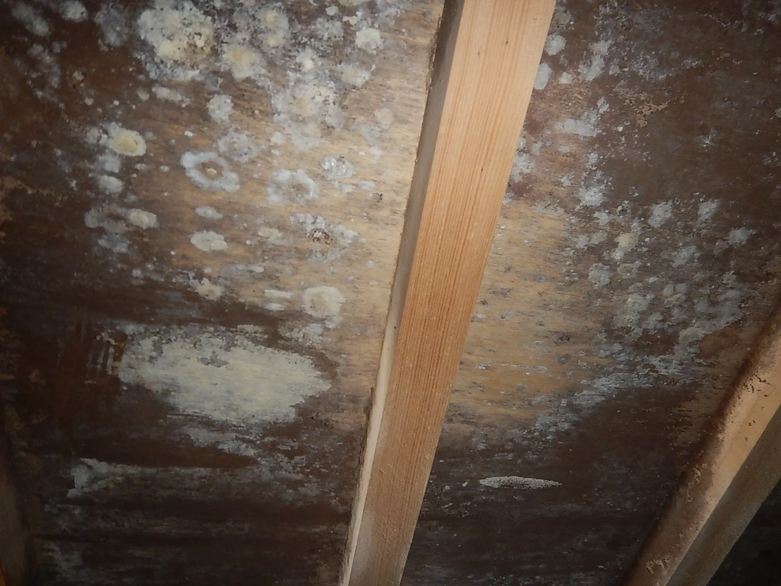 住宅床下木材合板カビには防腐防カビ防蟻処理かプレモ防カビ工事か