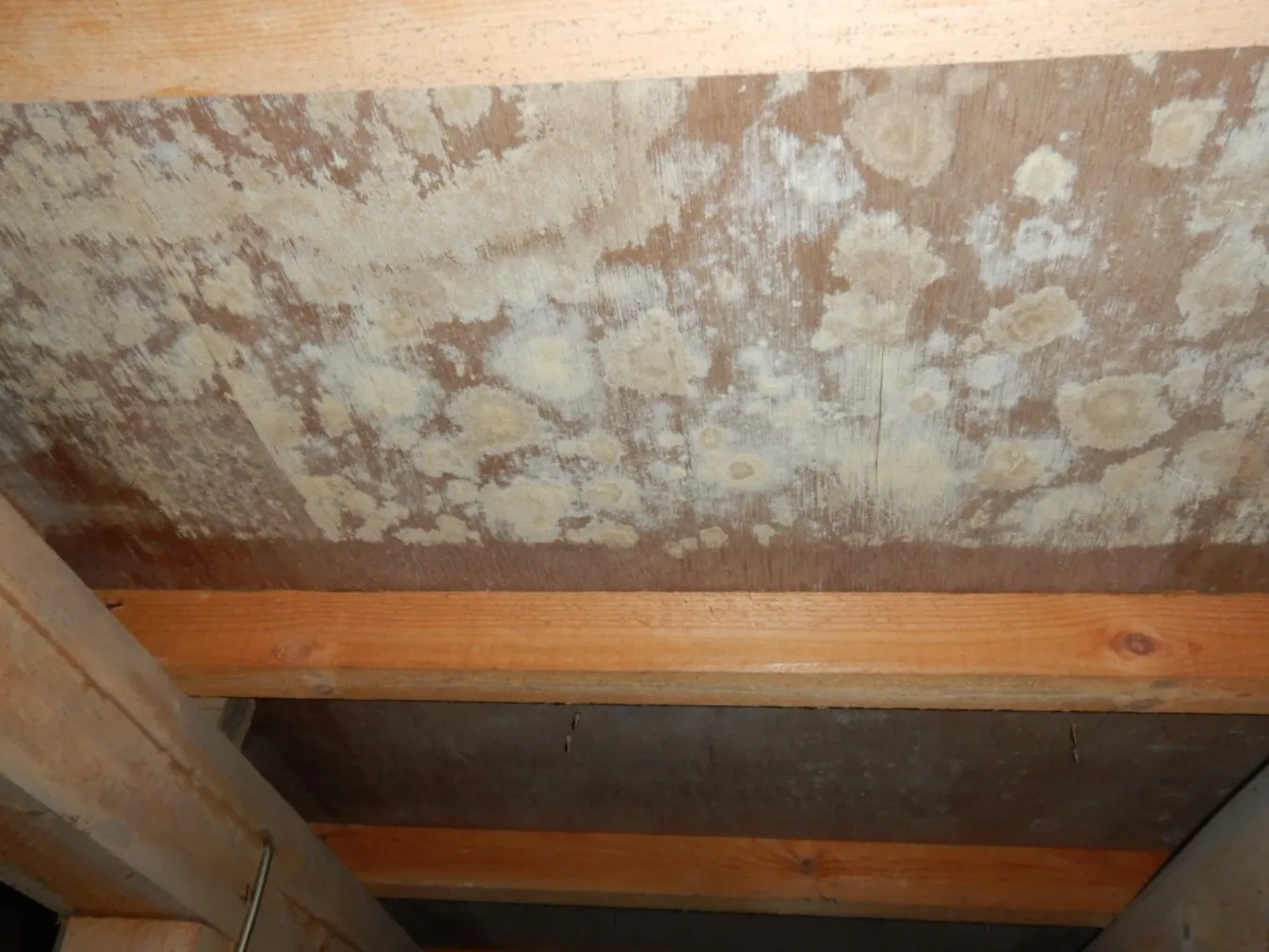 【埼玉・東京】住宅床下木材合板カビが発生していたら防カビ工事