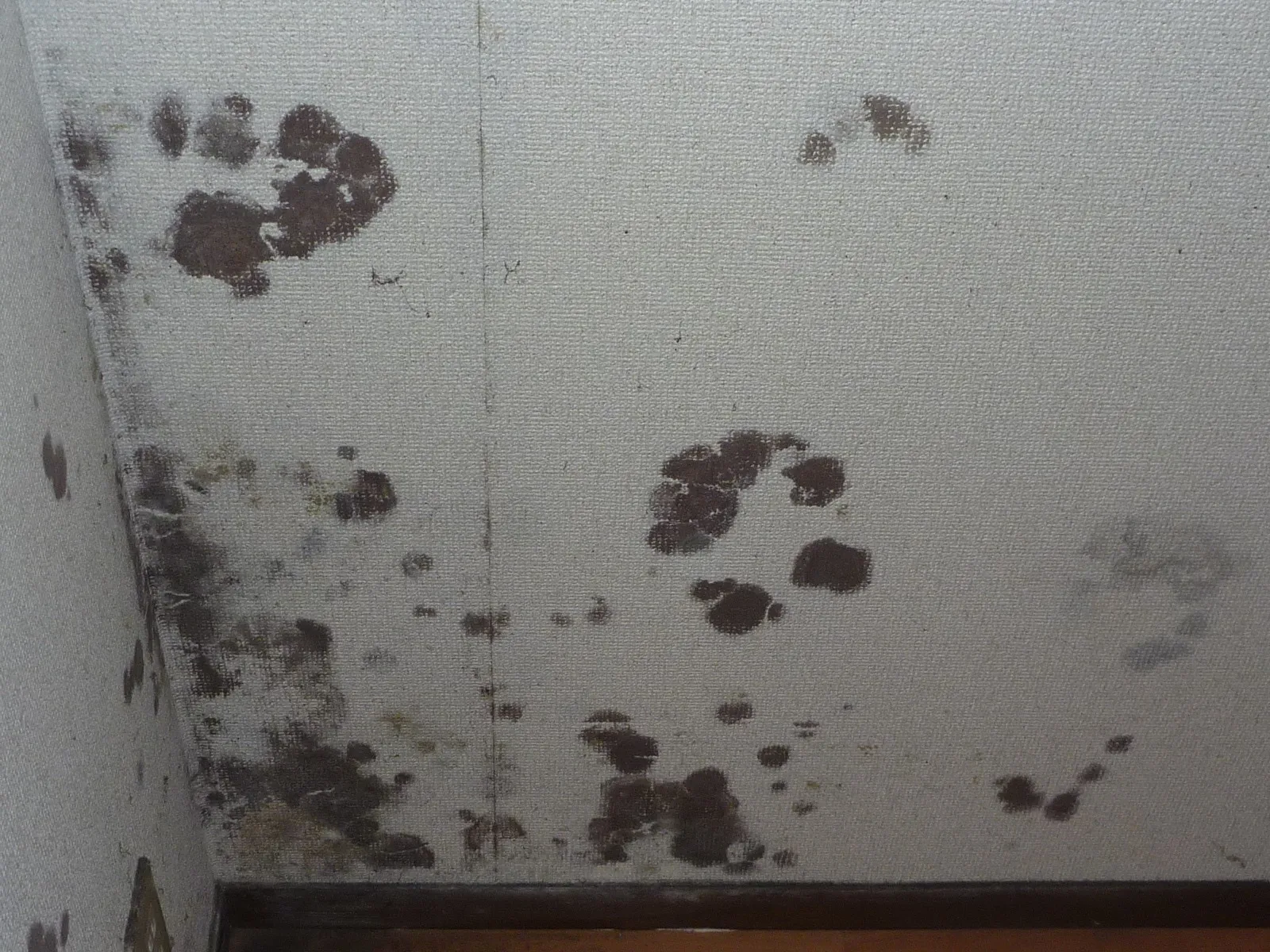 【埼玉・東京】カビ臭い子供部屋結露による壁紙カビに対策を
