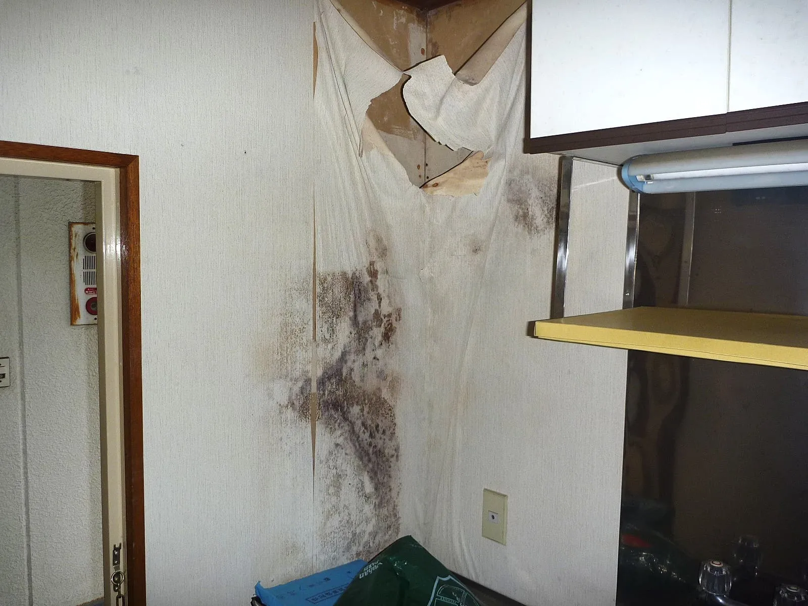 【東京都葛飾区】アパートの壁紙やコンクリート下地カビに手を出すな