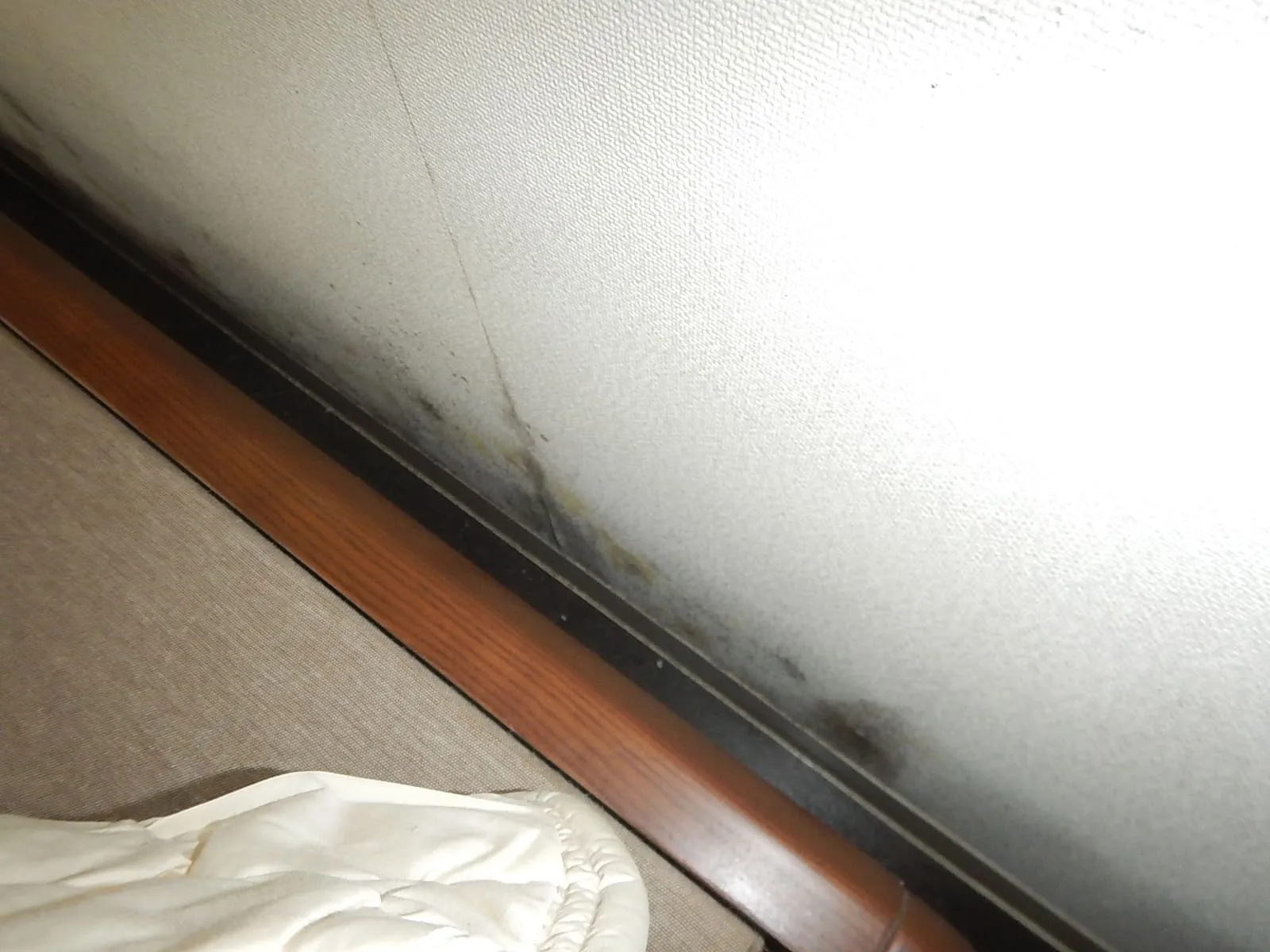 湿度が高い日はカビが繁殖する