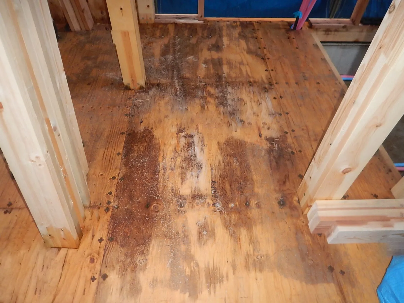 建築中に発生する構造用合板のカビ ― 雨と湿気がもたらす深刻な問題