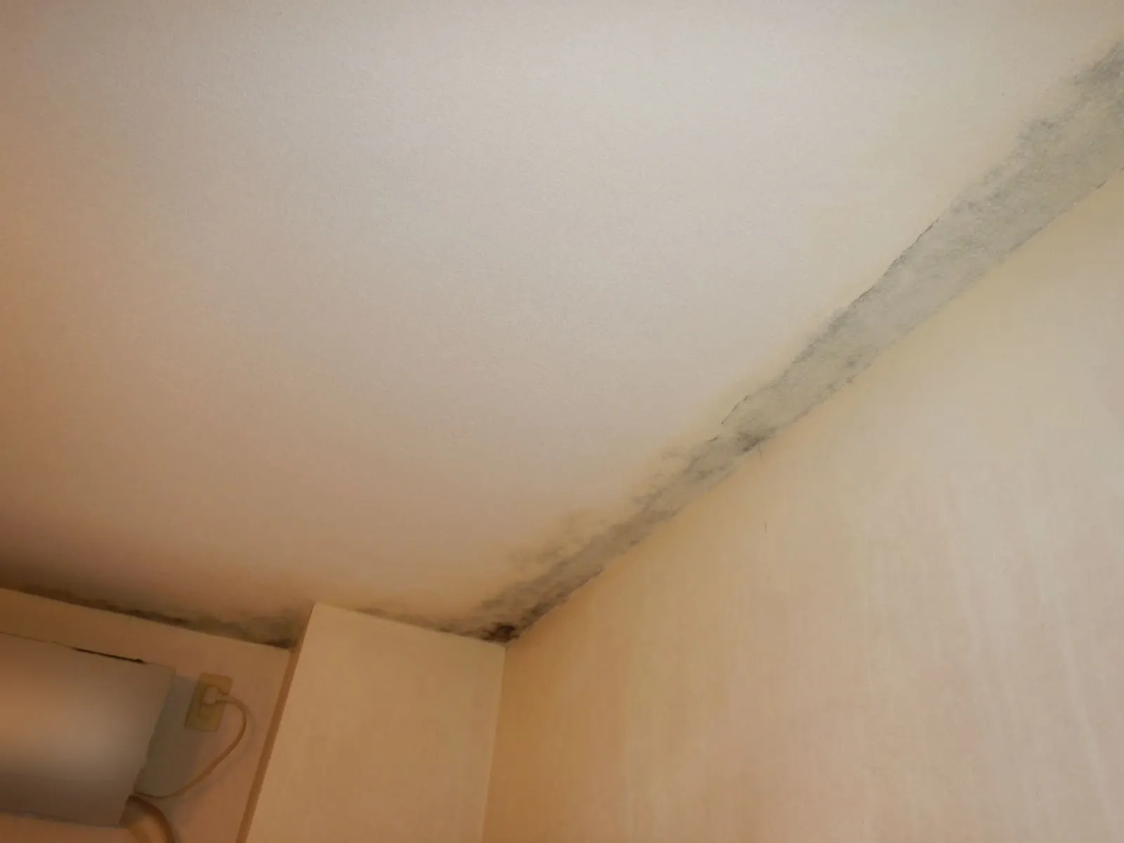 【埼玉】天井コンクリート直張り壁紙の“結露カビ”とカビ臭｜角部屋に潜む健康リスクとは