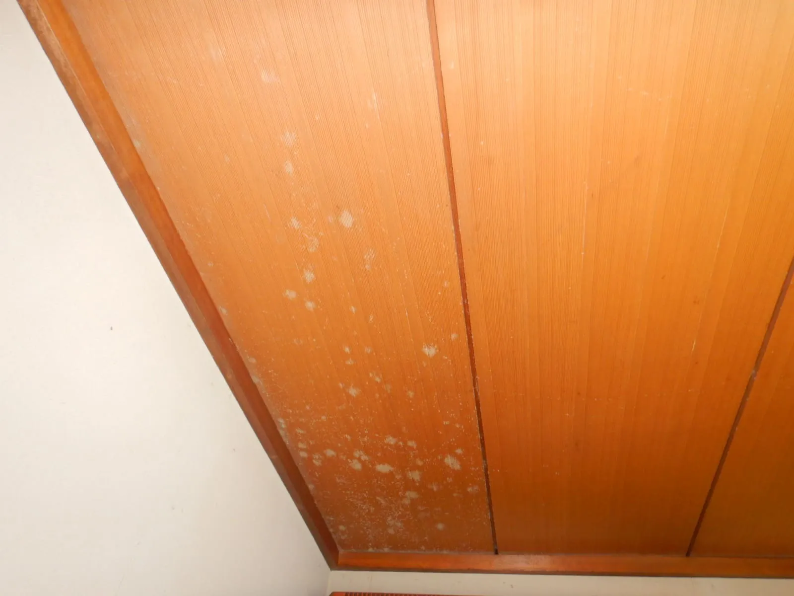 【埼玉】小さな防カビ工事|杉柾天井カビは“部分施工”だと逆に目立ちます