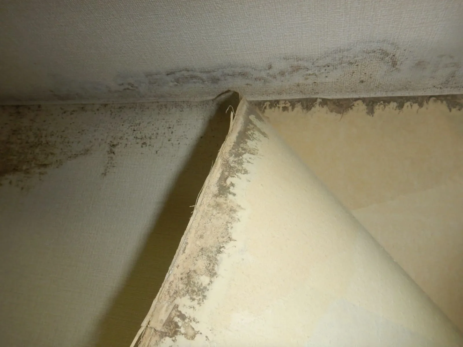 コンクリート梁②③壁紙剥がしと裏打ち紙のカビ
