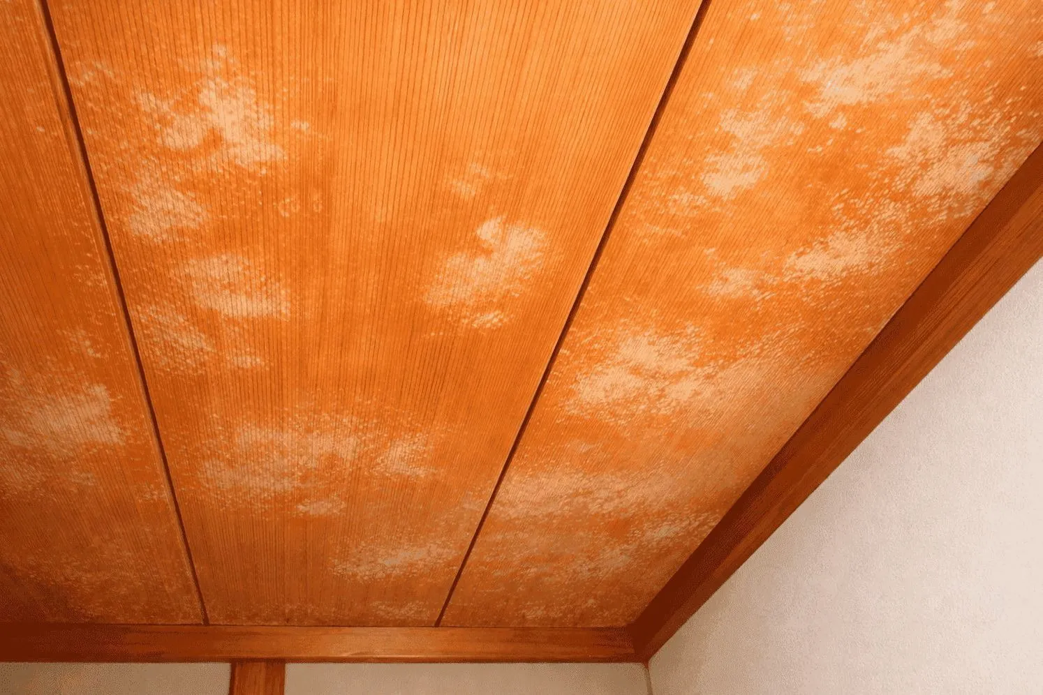 埼玉・東京｜和室・杉柾天井のカビは小さな防カビ工事では止まらない