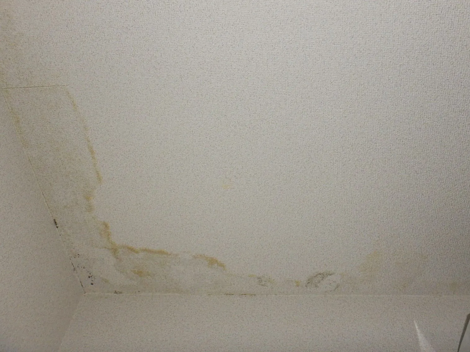 天井・壁の結露カビで困る大家さんへ｜賃貸住宅で起きている本当の原因