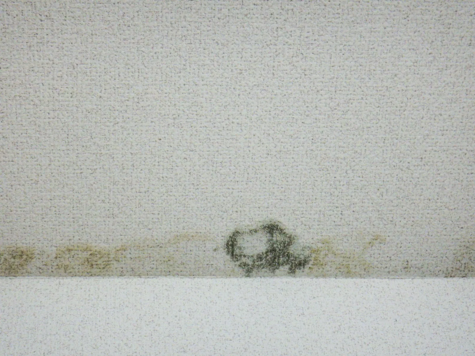 カビ対策が堂々巡りになる理由｜防カビ工事と結露・吸着水の境界線