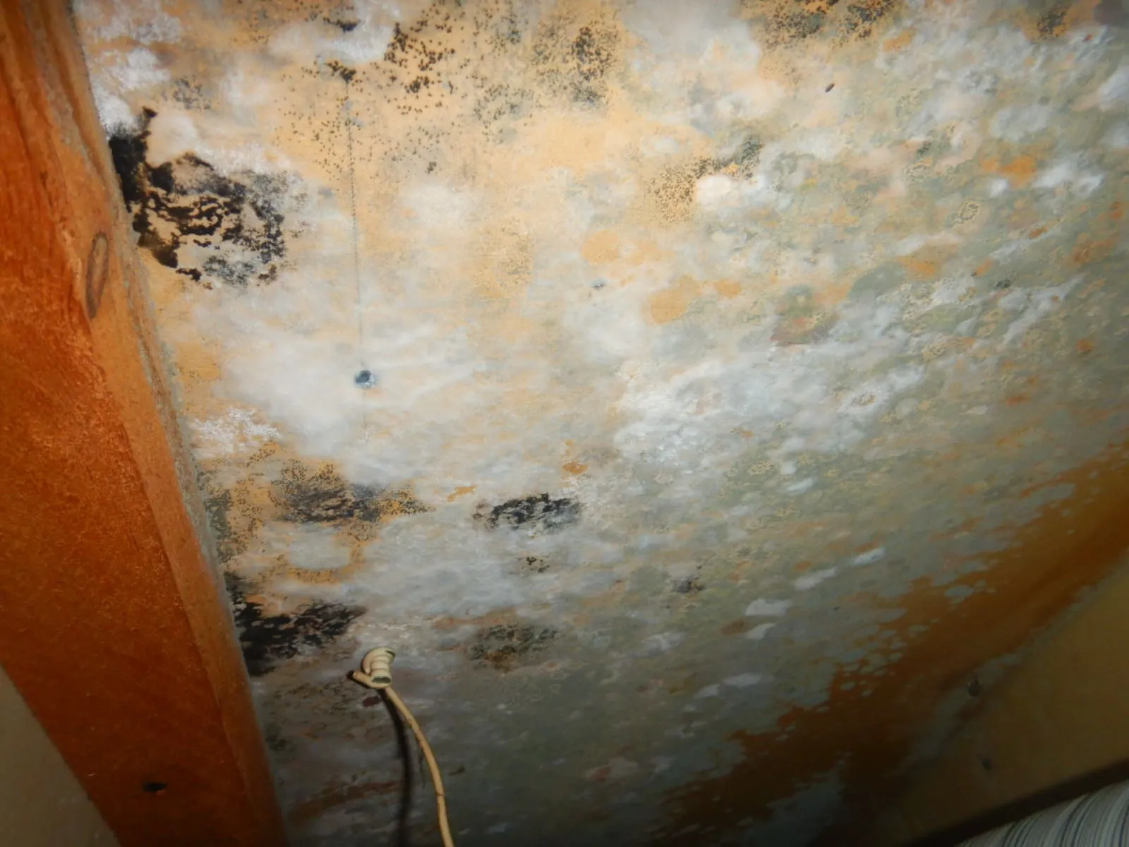 【分譲賃貸オーナー向け】入居中の漏水事故後、カビ臭が消えない理由と正しい判断