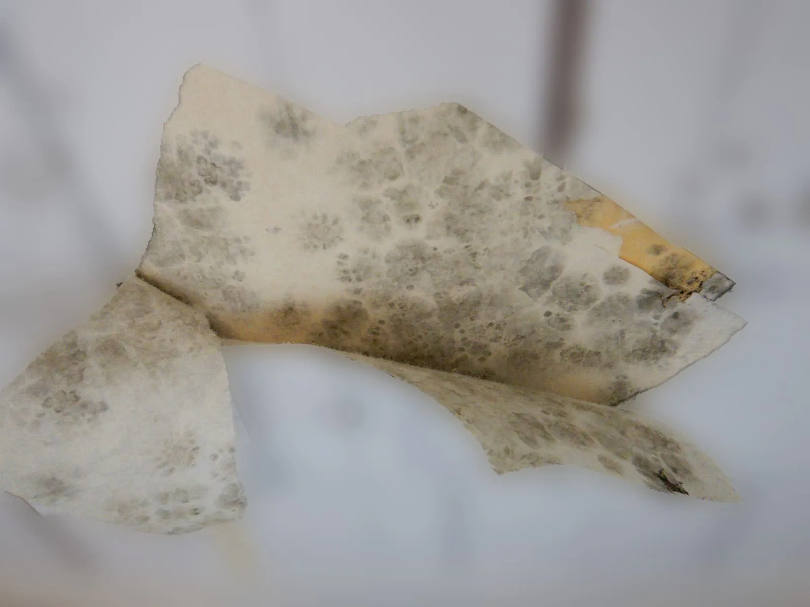 壁紙を張替えたのに、なぜ黒カビは2年で再発するのか