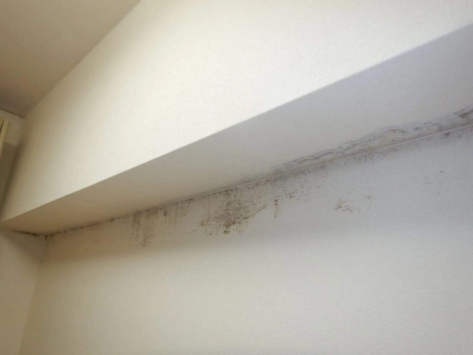 カビは冬だけではありません｜コンクリート直張り壁紙と結露の年間カビカレンダー（埼玉）