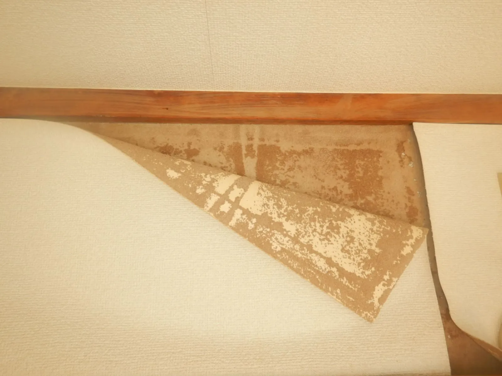 砂壁がカビ臭い・カビが気になる｜防カビ工事しても止まらない理由