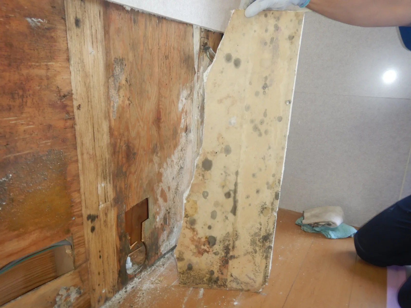 漏水事故後のカビ対策｜乾燥だけでは止まらない理由