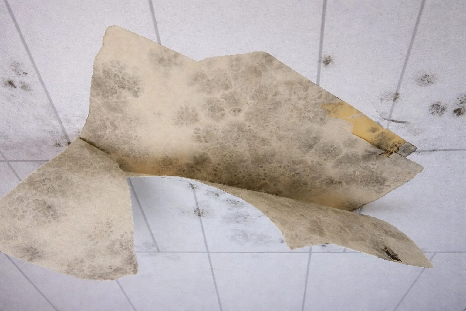 コンクリート直張り壁紙のカビ・カビ臭はなぜ繰り返す？｜内装材値上がり時代の防カビ結露対策工事