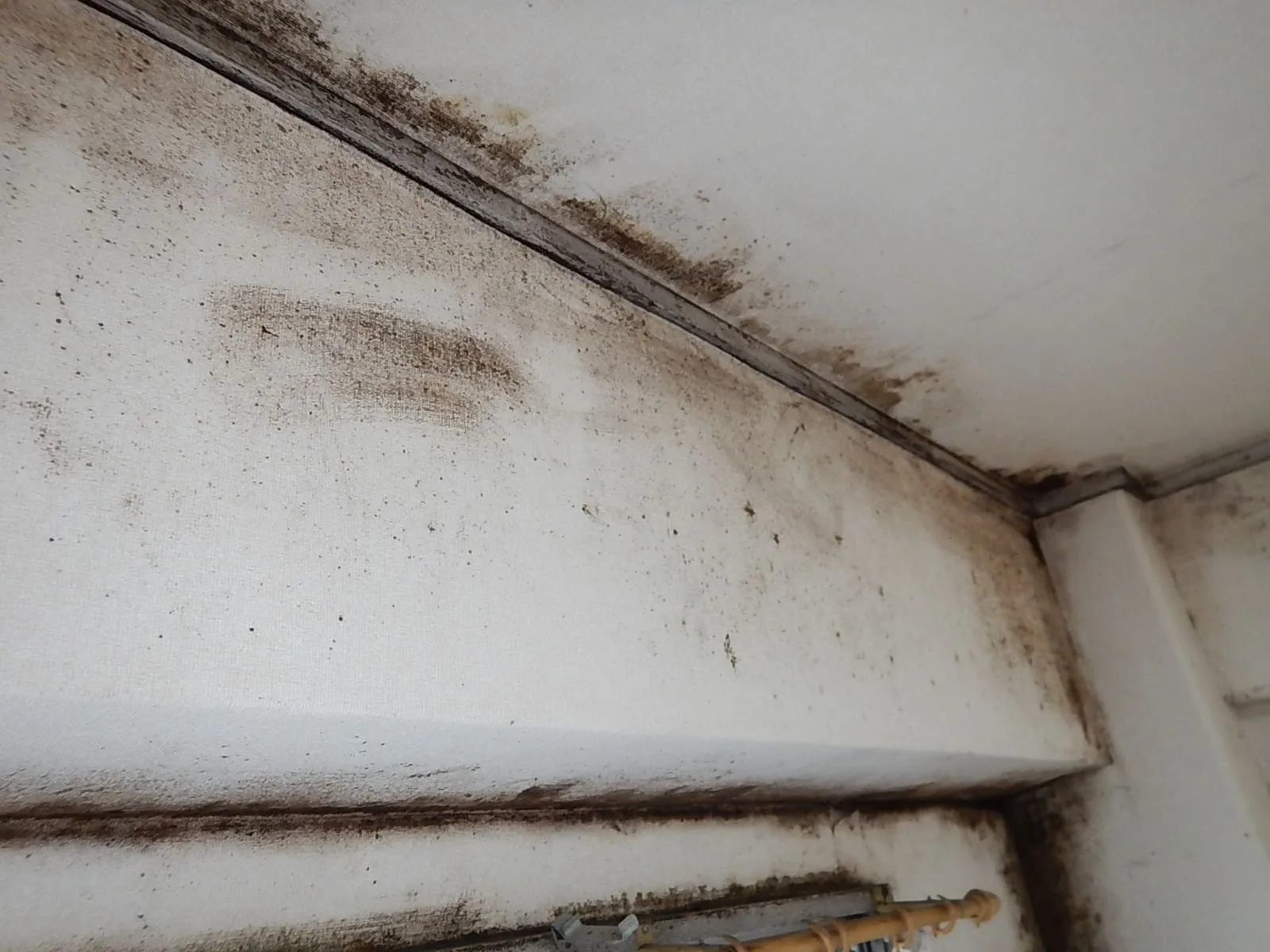 実家を引き継ぐとき、その部屋のカビどうする？｜マンション・団地での現実的な考え方