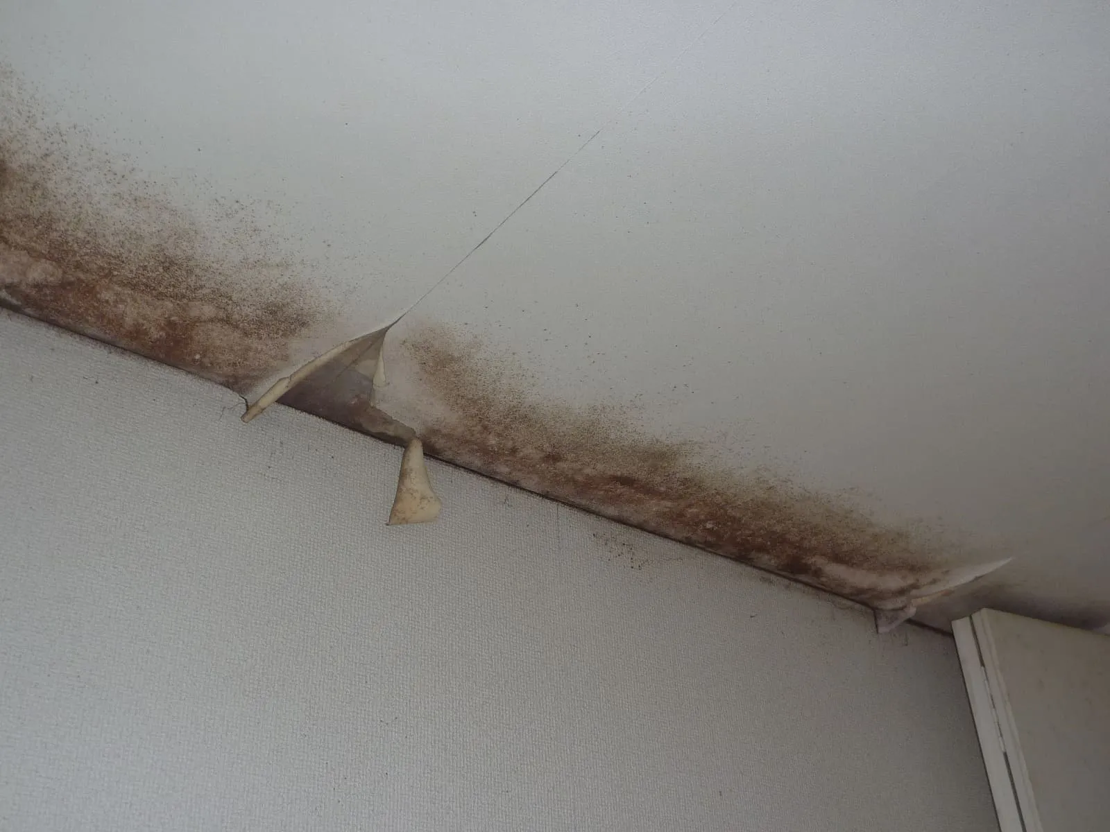 賃貸更新時、「壁紙のカビ何とかして」と伝えたことありませんか?