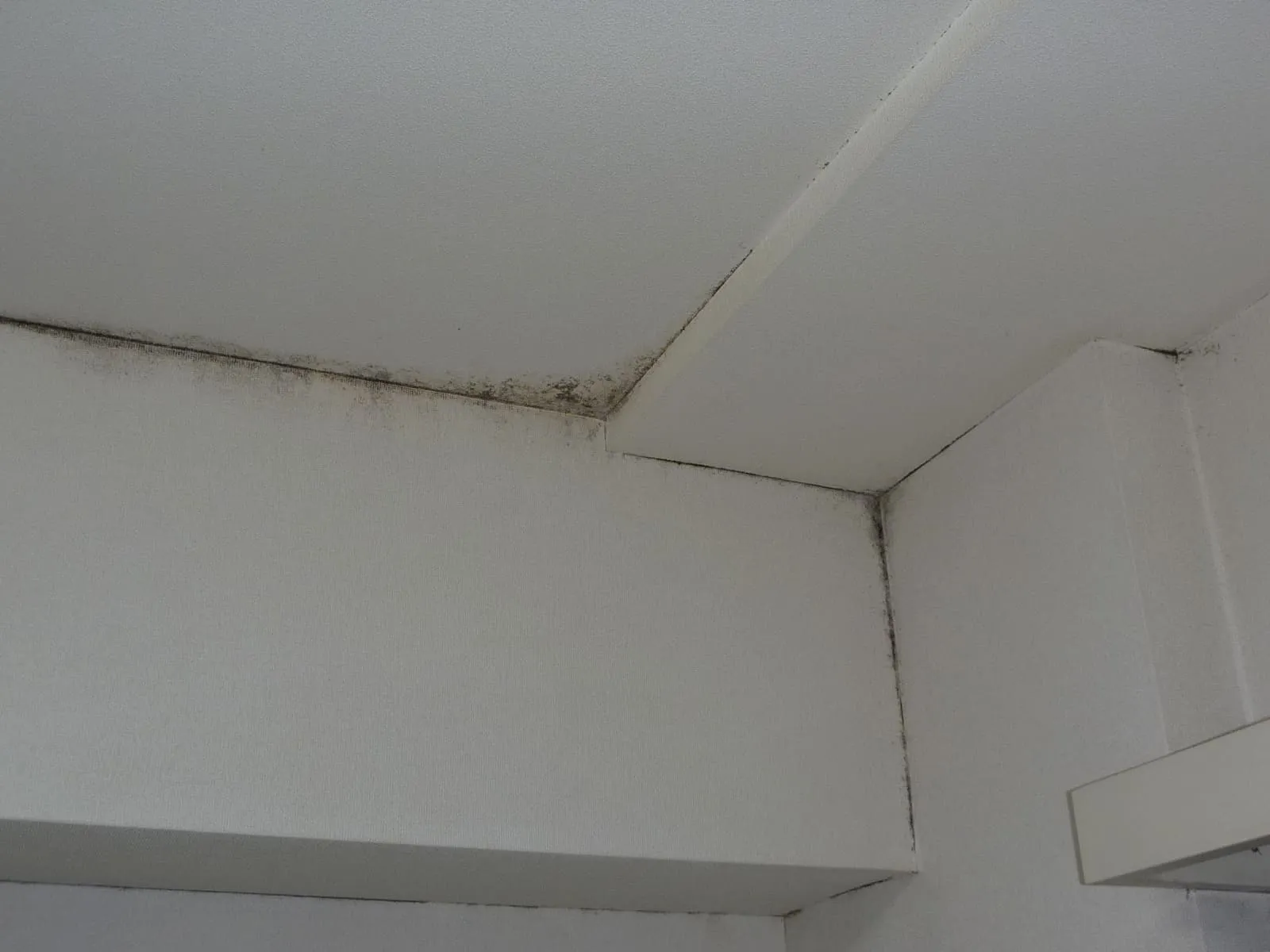 中古マンションでカビが出たら、リフォームの前に読んでください