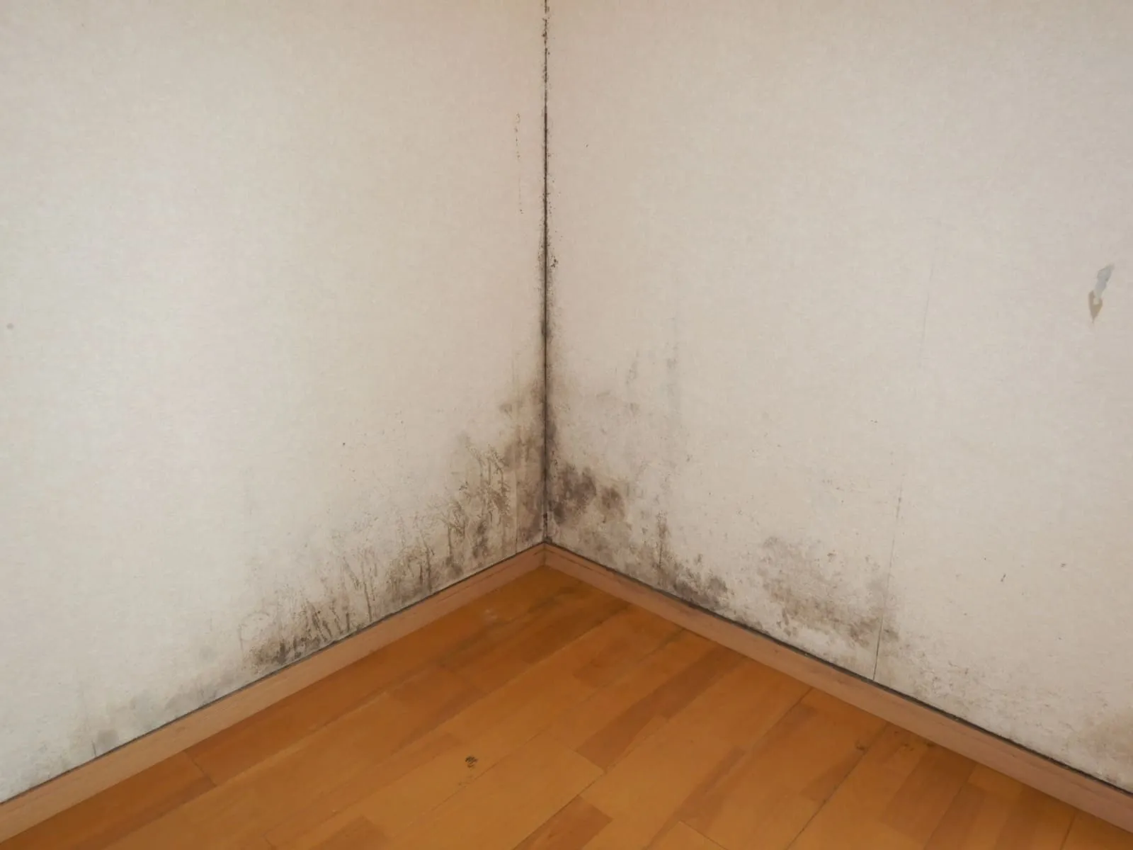 春の結露は見えにくい｜4月にカビが出る本当の理由【埼玉】