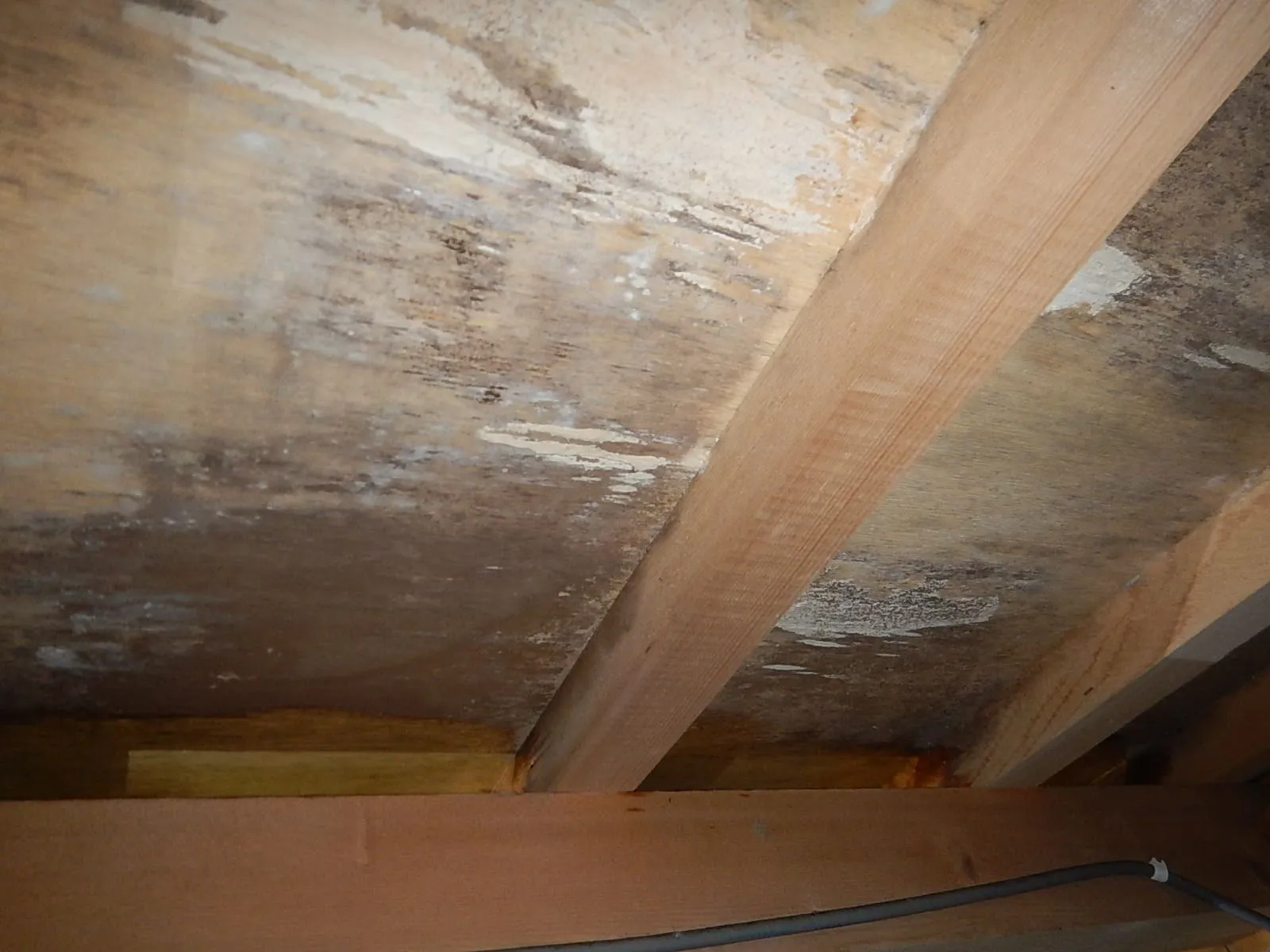 床下のカビは見えないだけです｜戸建住宅で放置されやすい理由【埼玉】