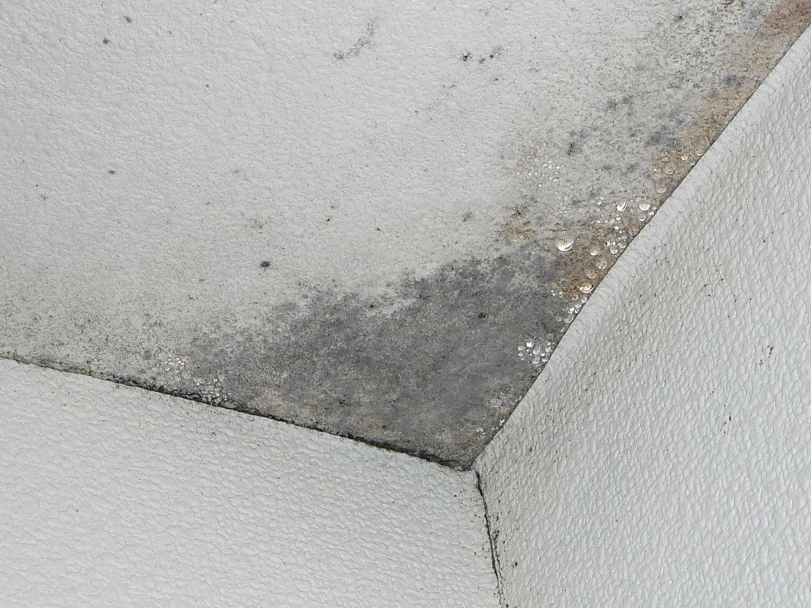 防カビ工事は贅沢なのか？それとも必要な対策なのか