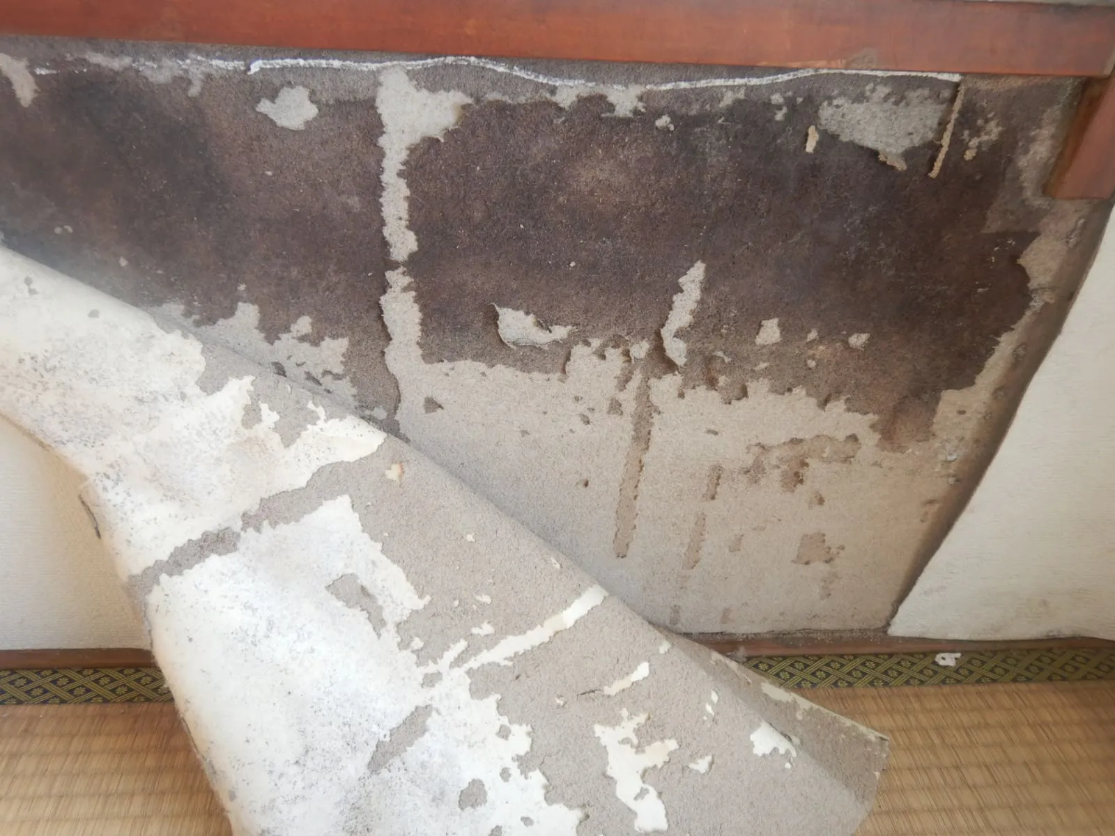 【埼玉】戸建住宅の砂壁カビは、表面だけでは解決しません