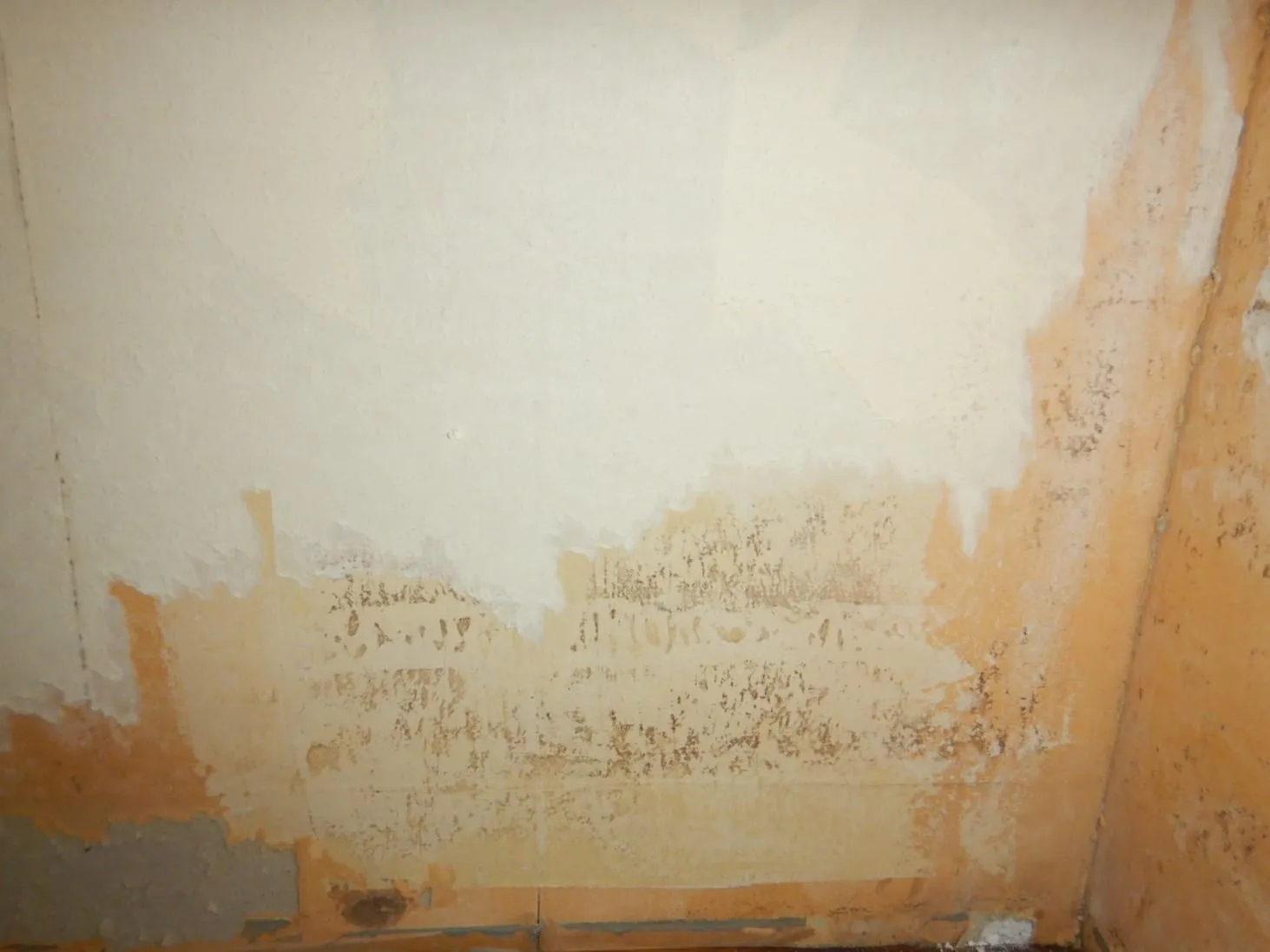 【カビの話】そのカビ、本当に解決できていますか?