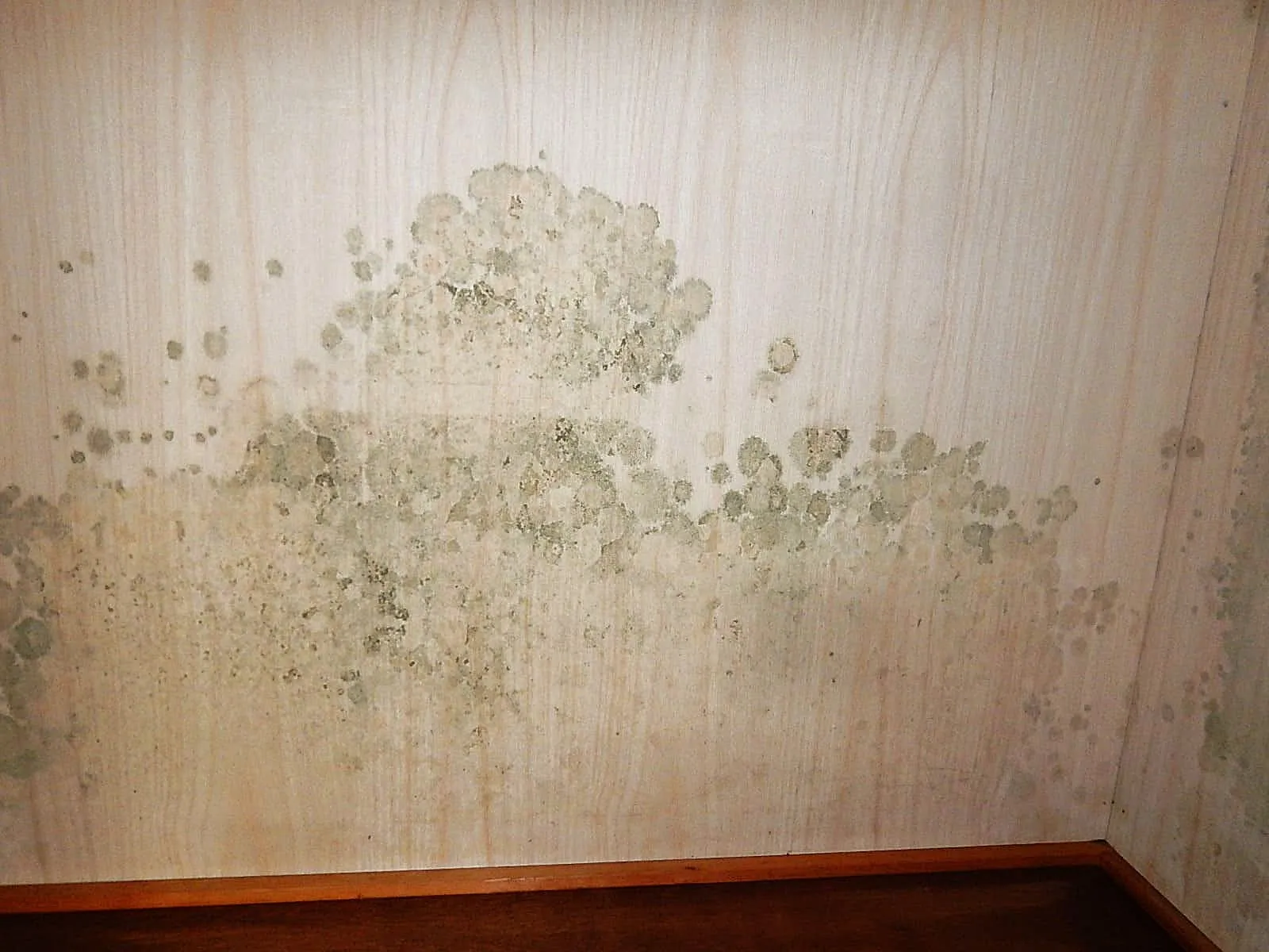 【さいたま市】化粧ボードのカビは拭いて大丈夫？実は扱いが難しい建材です