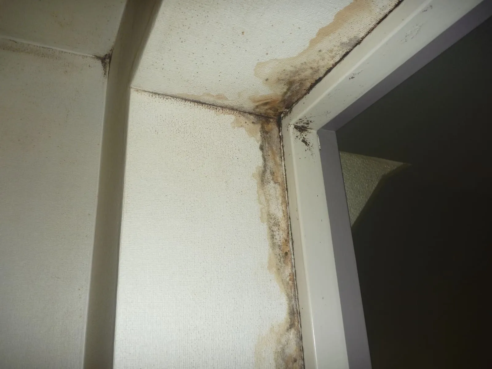 【さいたま市】玄関ドアが結露してカビ発生？マンションでよくある原因